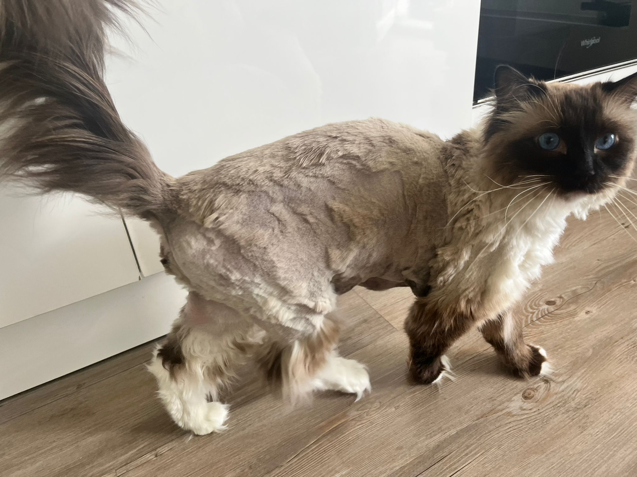 Psí Salon Feride foto 2