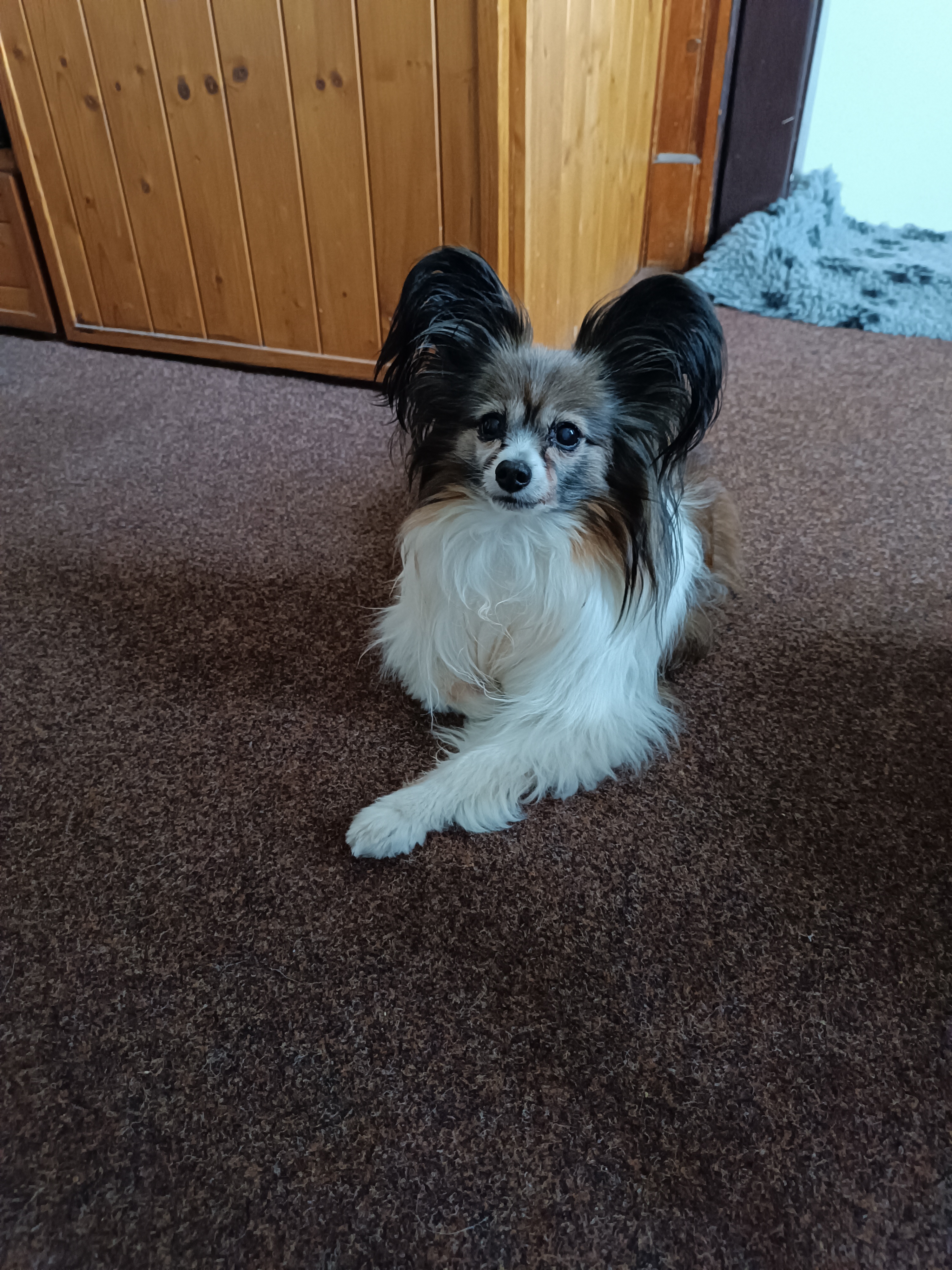 Veterinární ordinace Šoman foto 4