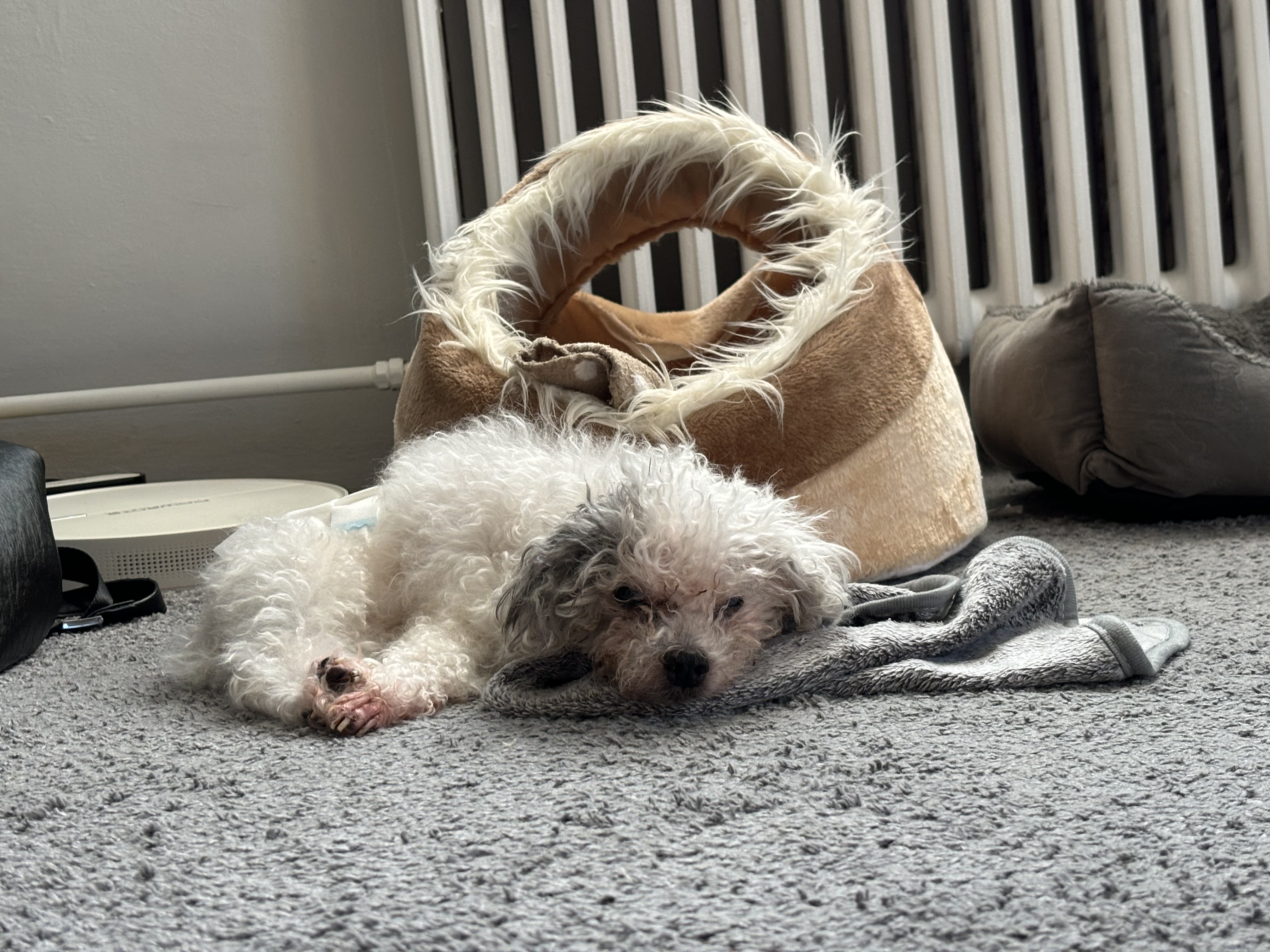 MVDr. Hana Flejberková foto 2