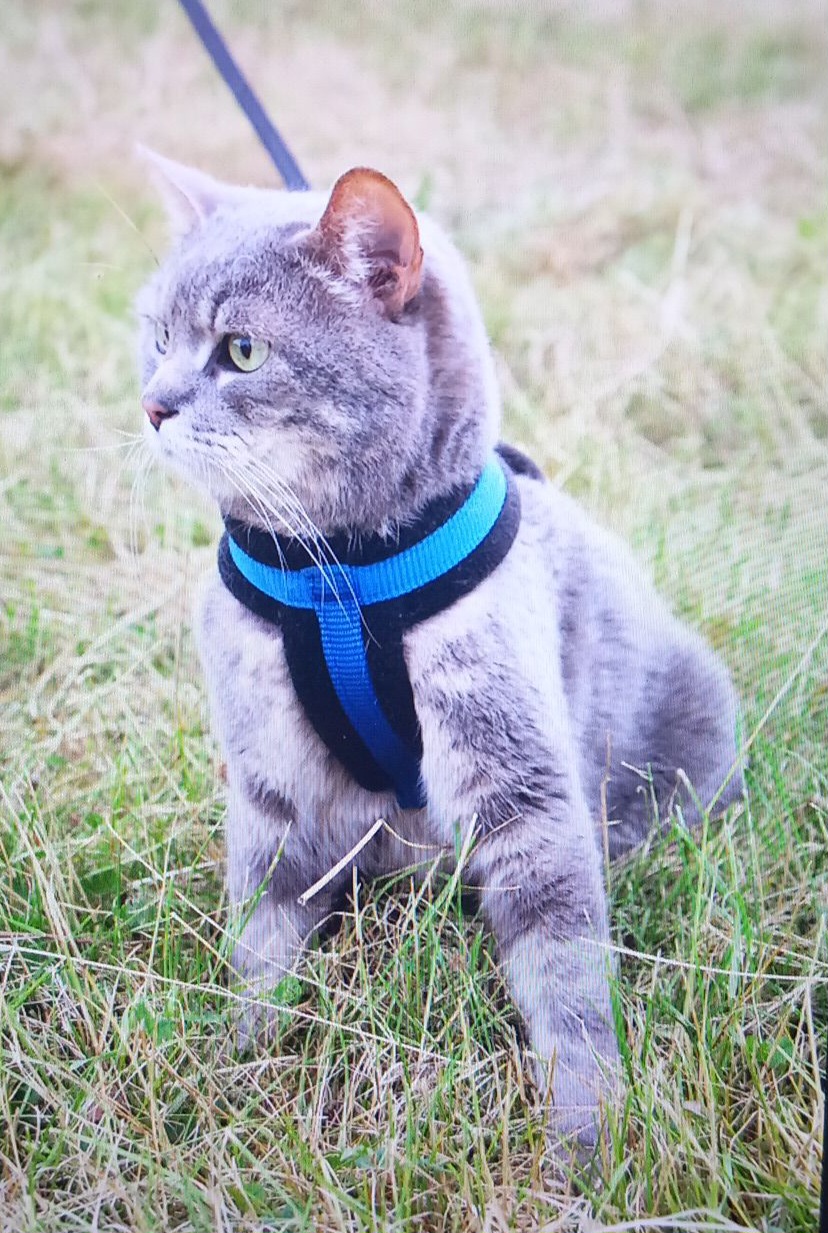 MVDr. Ladislav Kuncl - Veterinární klinika Kleisslova foto 4