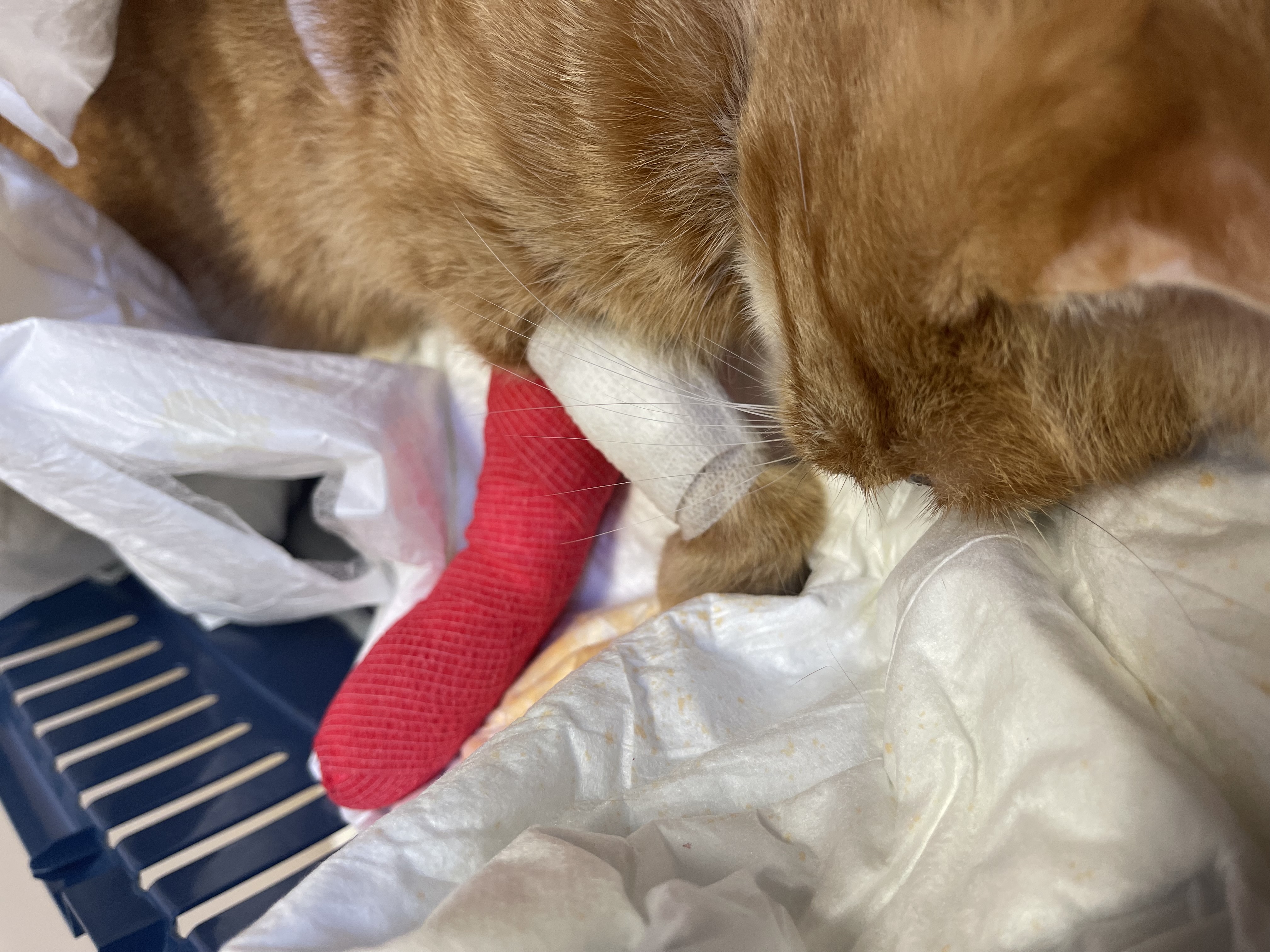 Veterinární klinika Růžodol, s.r.o. foto 3