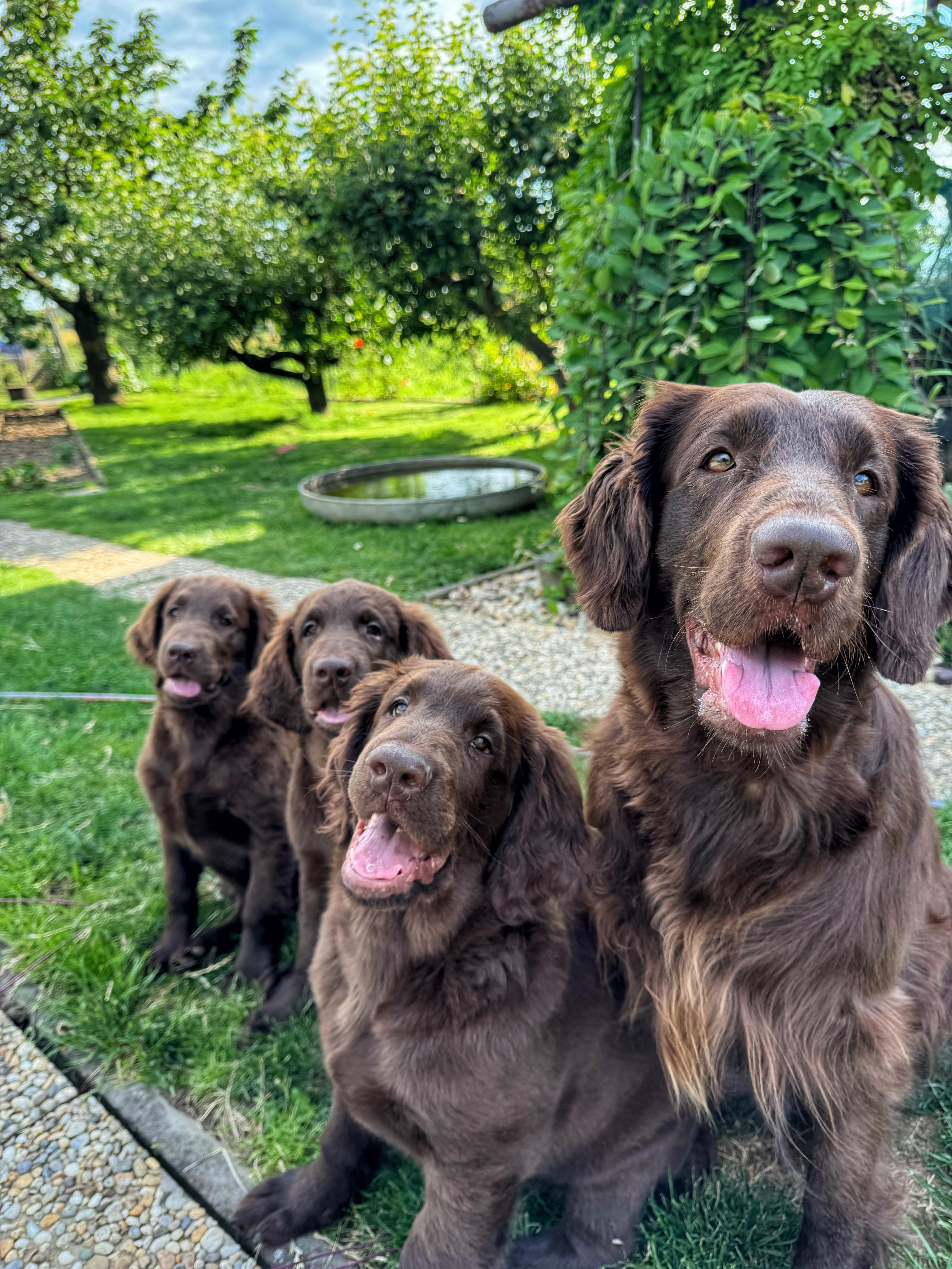Veterinář domů Brno +VET plusvet.cz foto 5