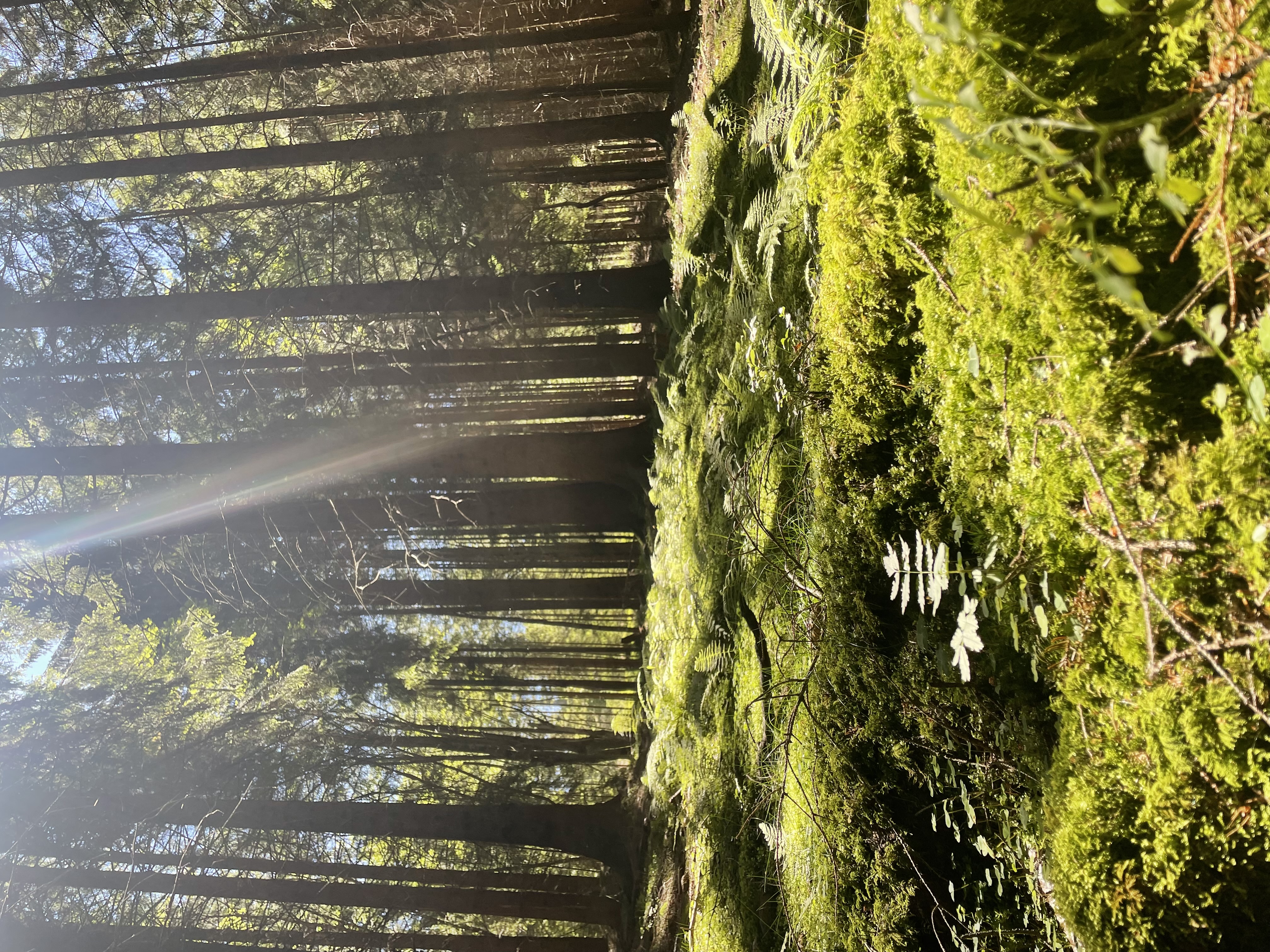 Apartmány Ševcovna, ubytování v soukromí Šumava foto 2