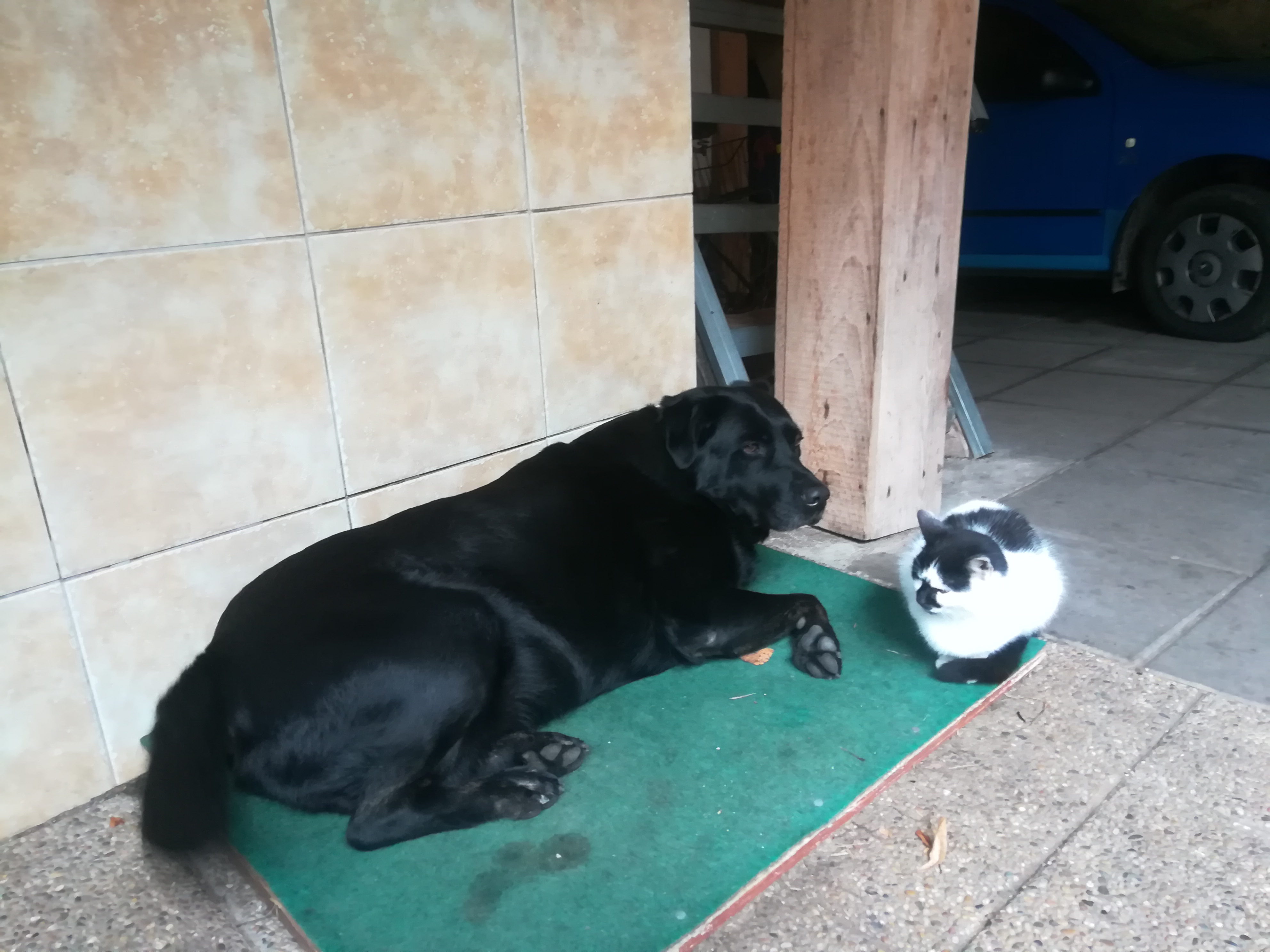 Veterinární ordinace MVDr. Luděk Voráč foto 2