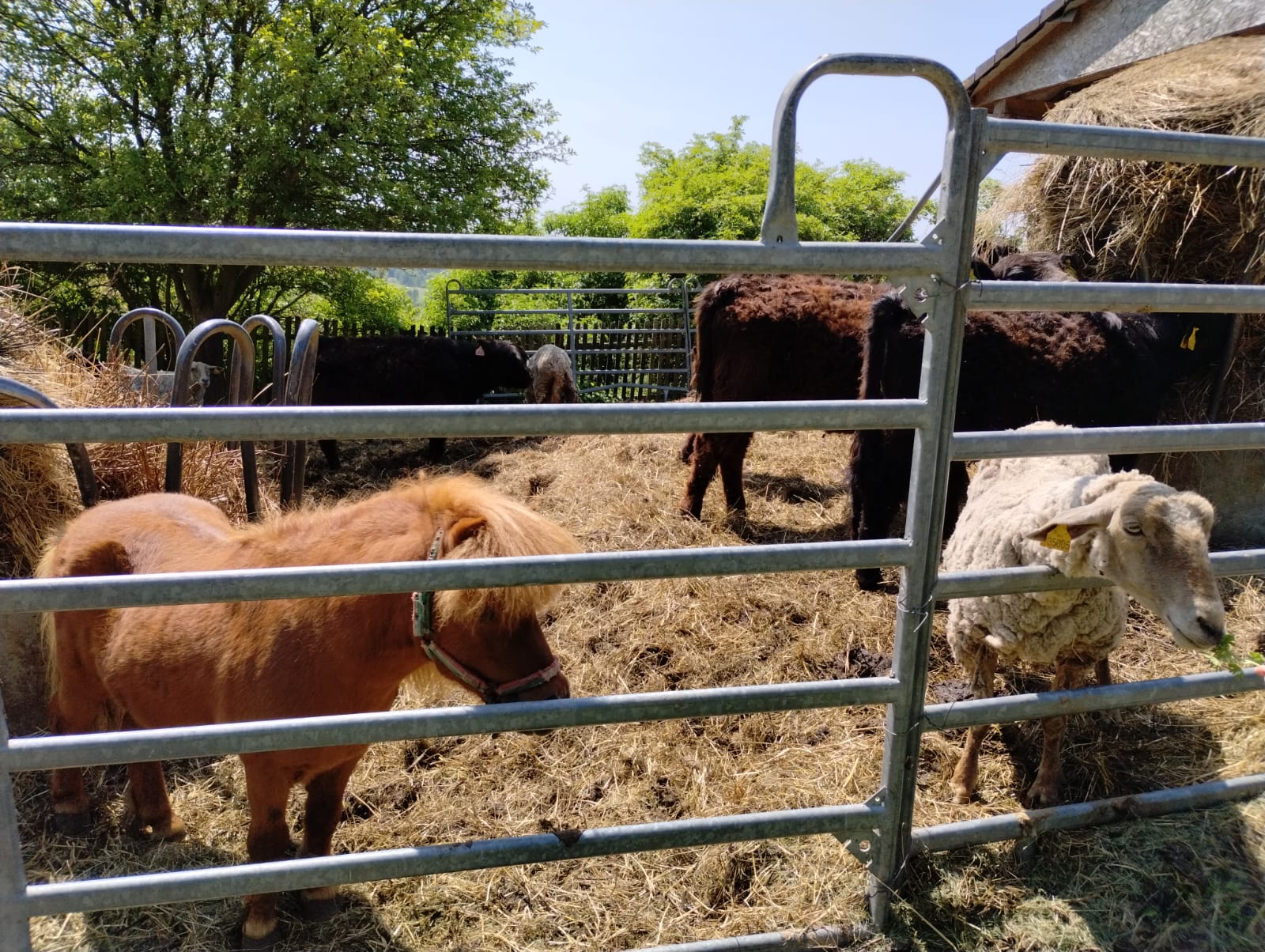 Biofarma Belina foto 3