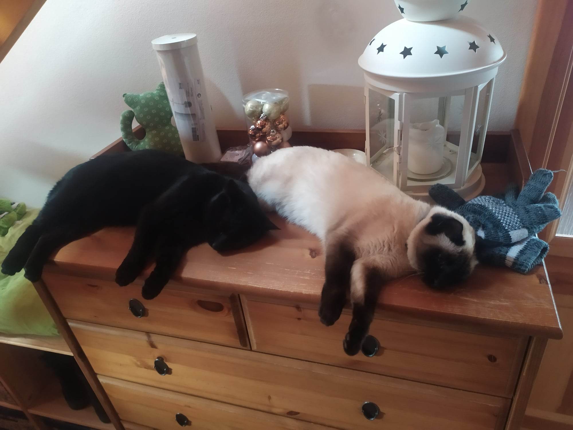 MVDr. Ladislav Vyskočil foto 2