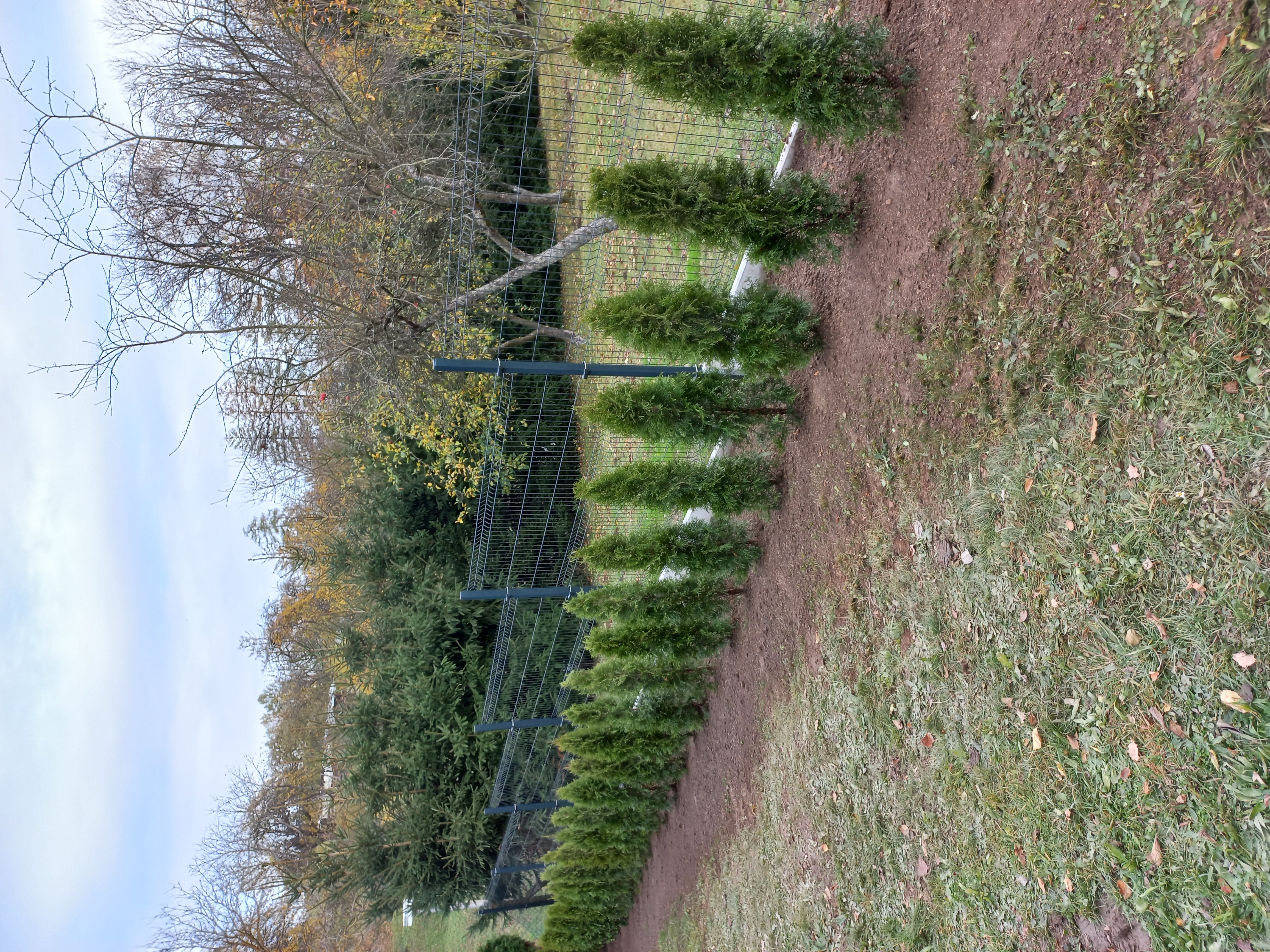 Zahradnictví Munzar s.r.o. foto 4