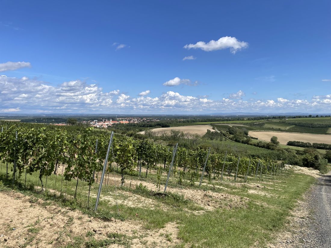 Château Valtice Hibernal pozdní sběr 2021(podróże kształcą III)