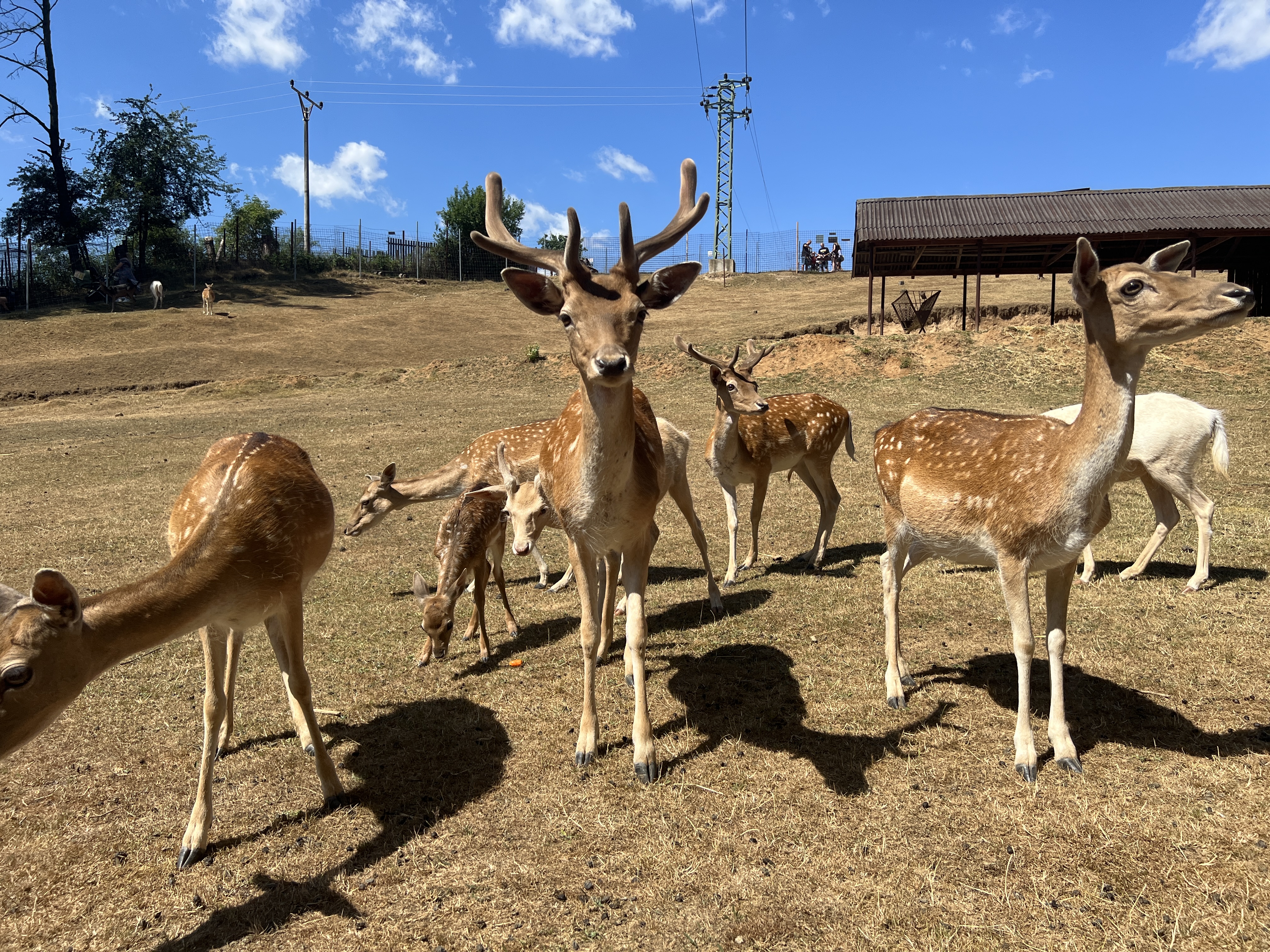 ZOOPARK jeleni Homole, z.s. foto 2