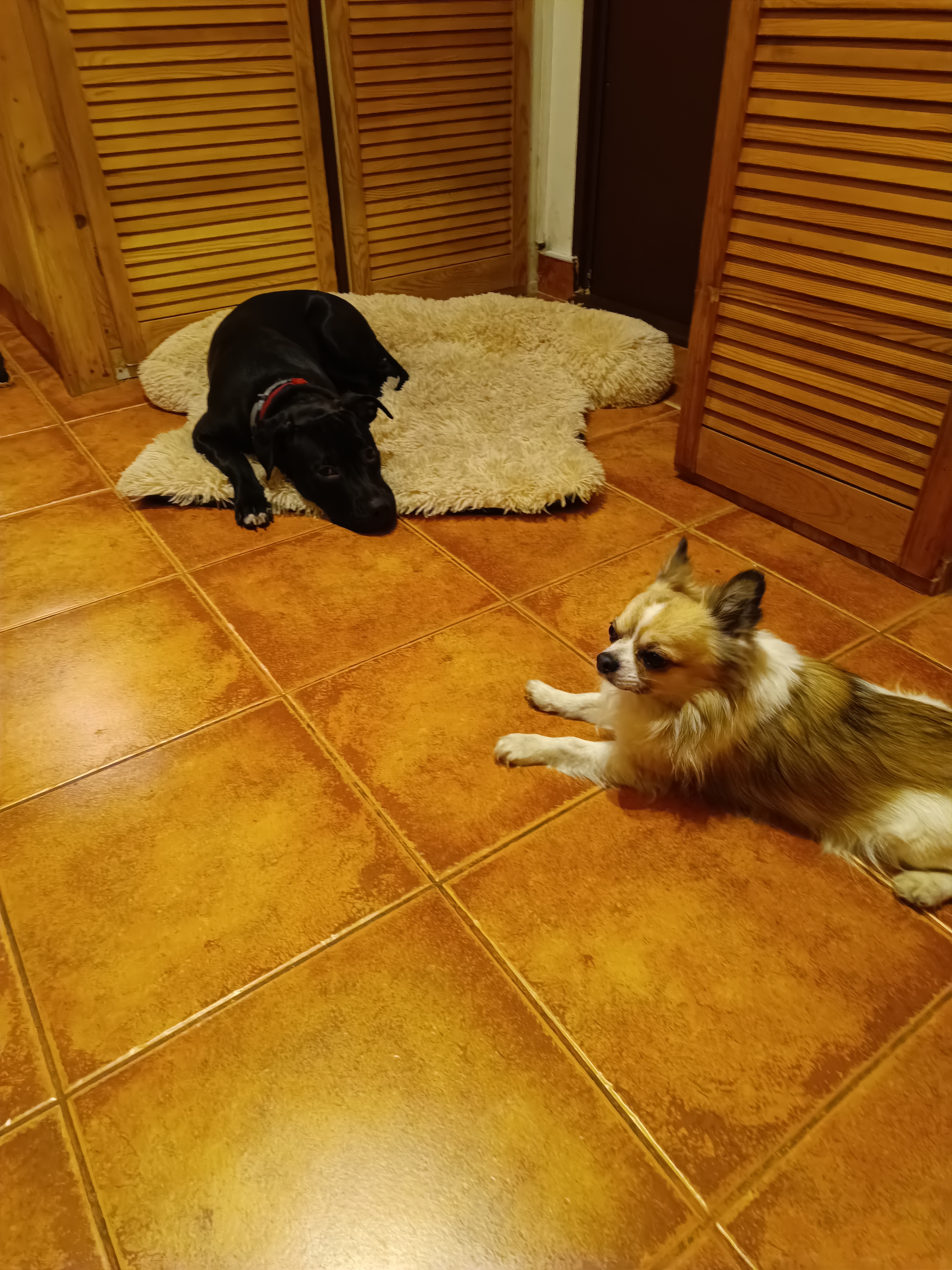 Psí a kočičí hotel Mikeš foto 2