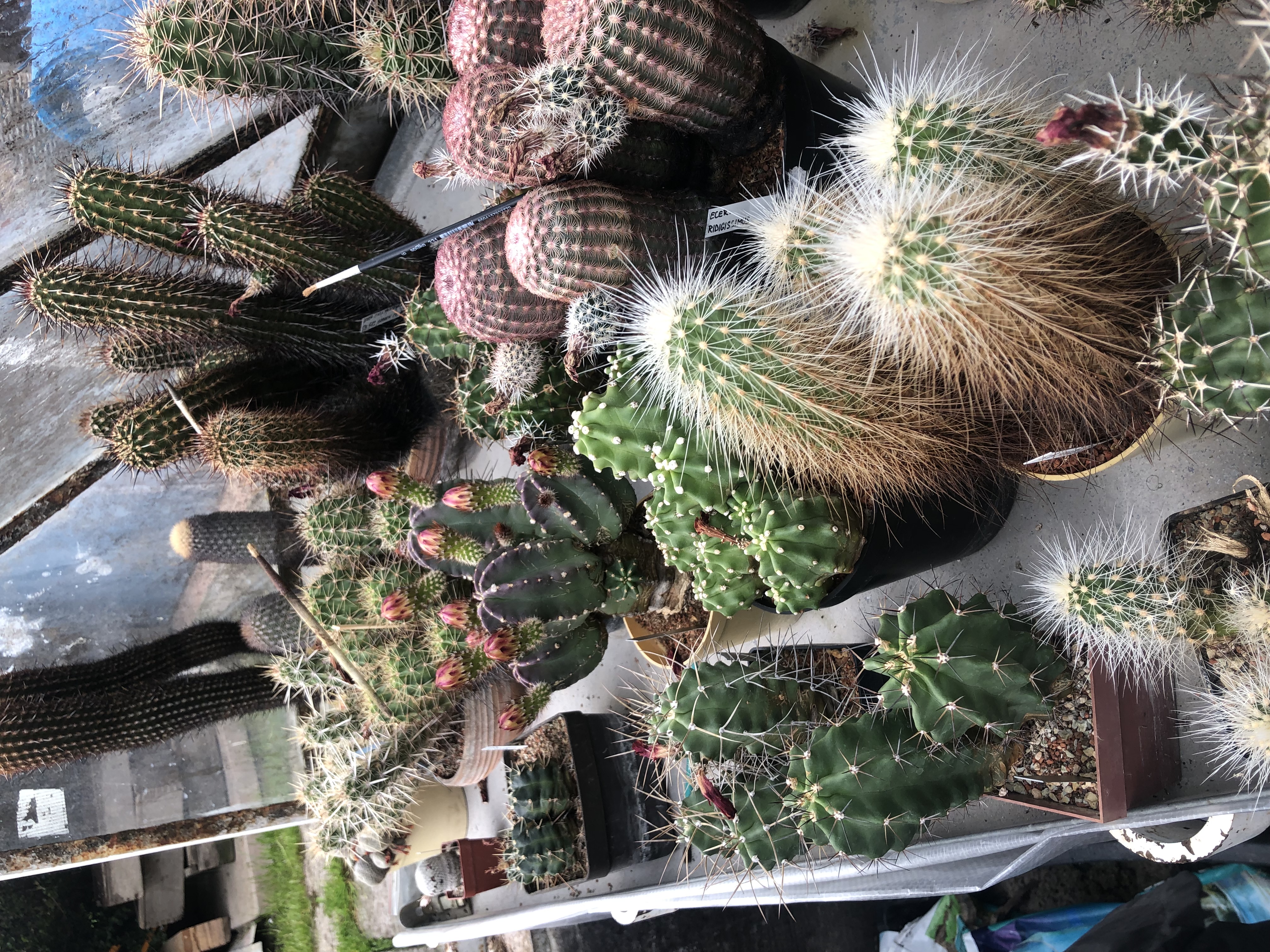 Kaktusy a sukulenty U Pavlíčků foto 3