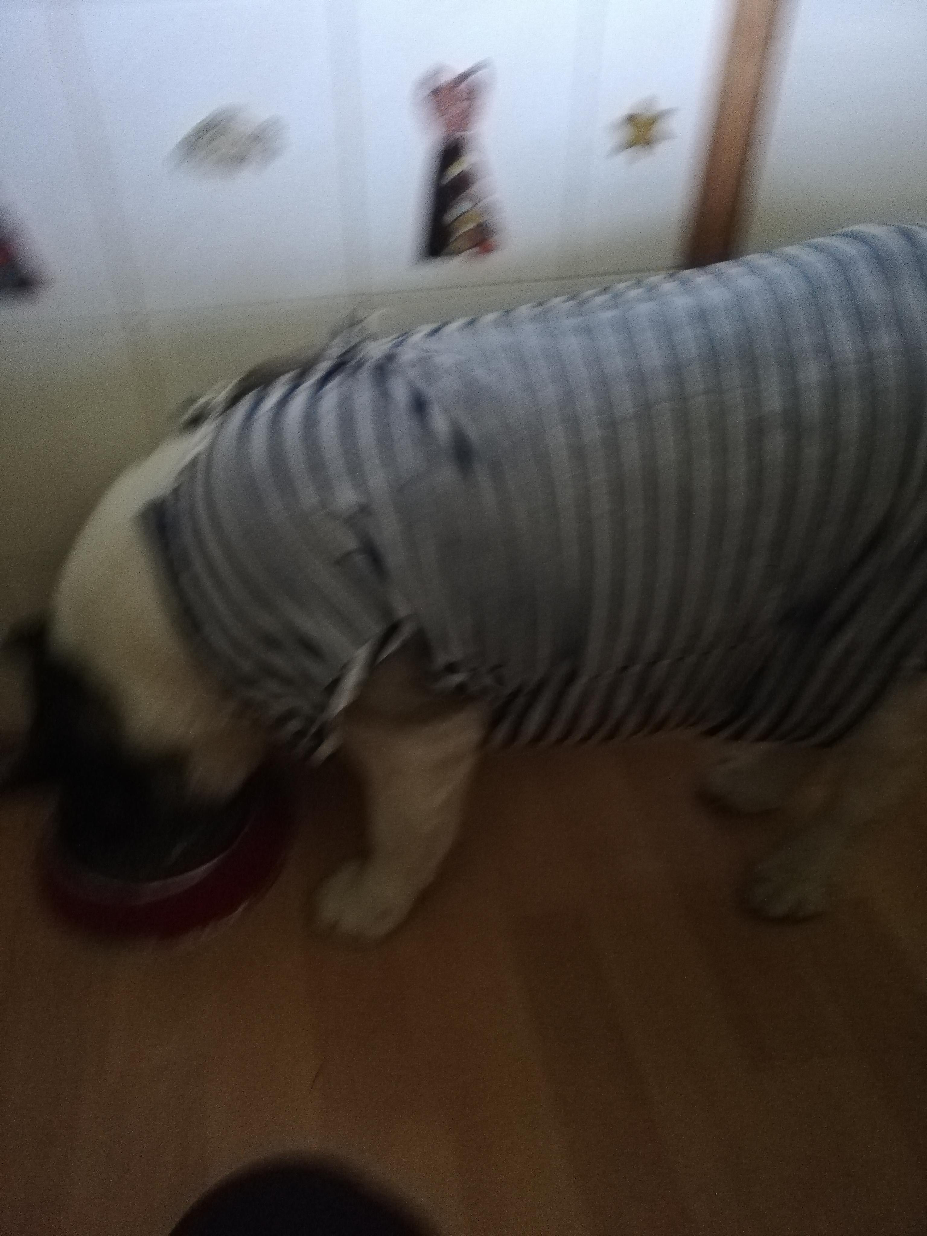 Veterinární ordinace Kateřina Dvořáková MVDr. foto 5