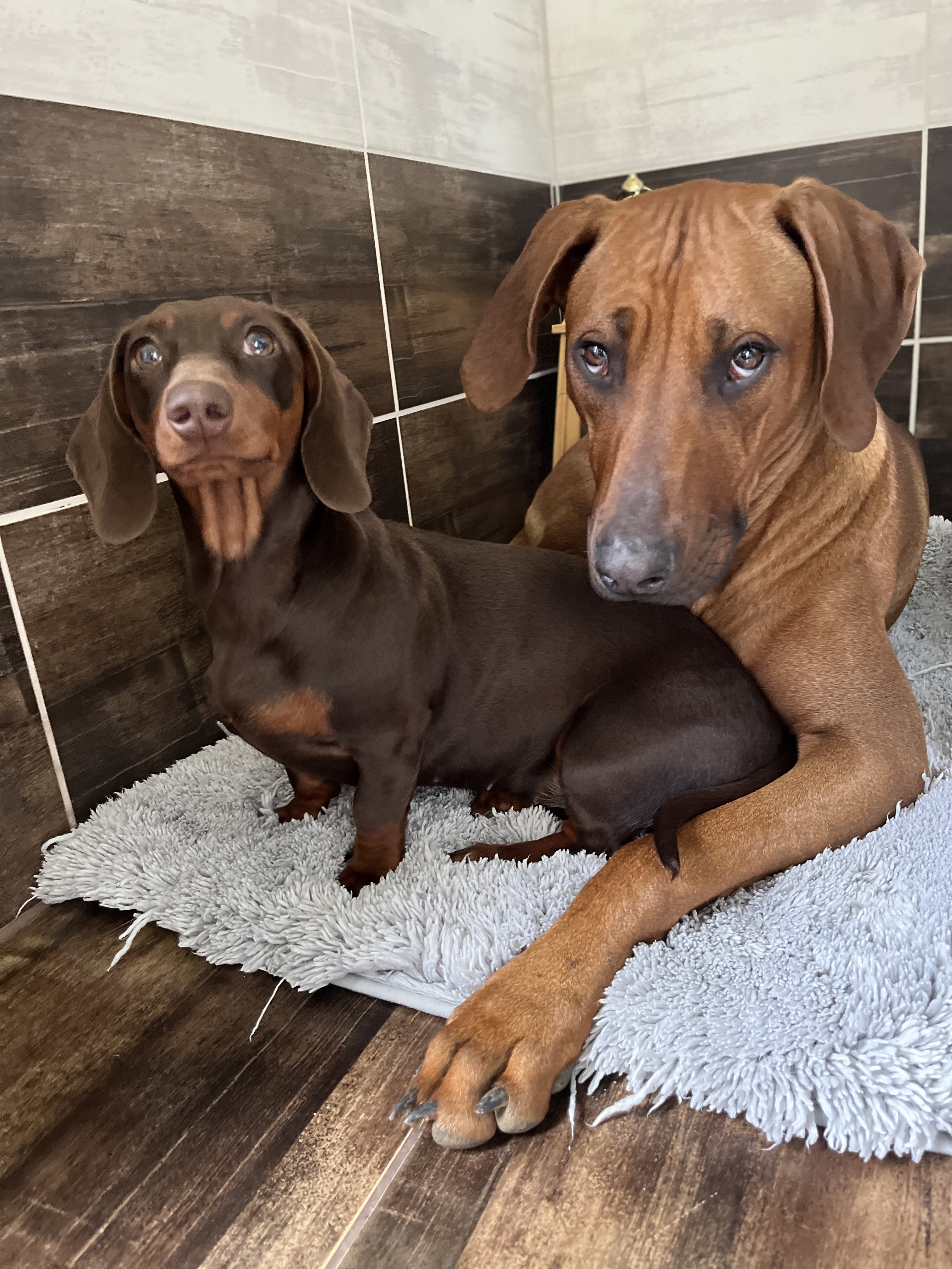 Veterinární klinika MVDr. Gebauer Marek foto 2
