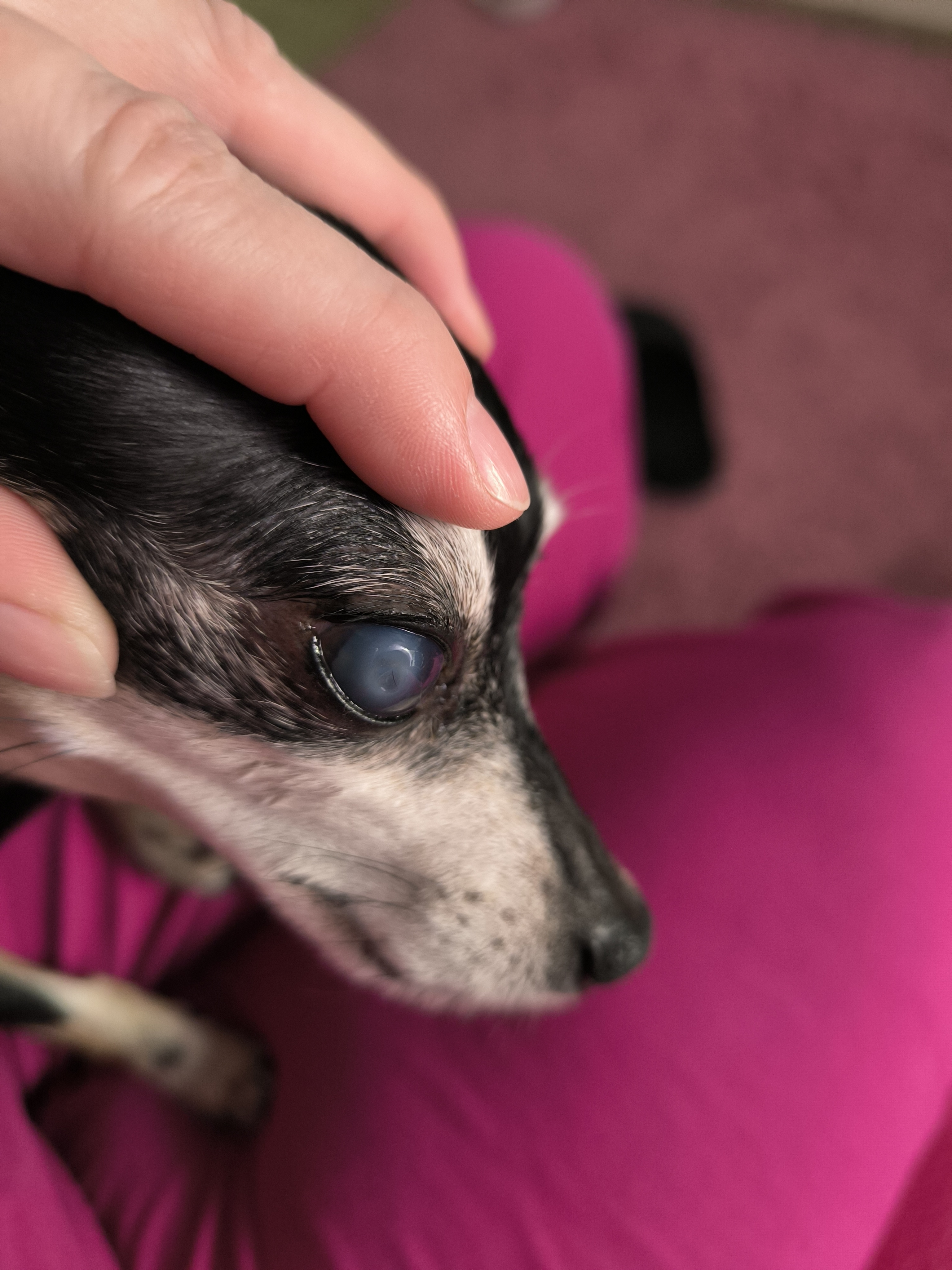 Veterinární ordinace MVDr.Libor Kufa Bystřice pod Hostýnem foto 3