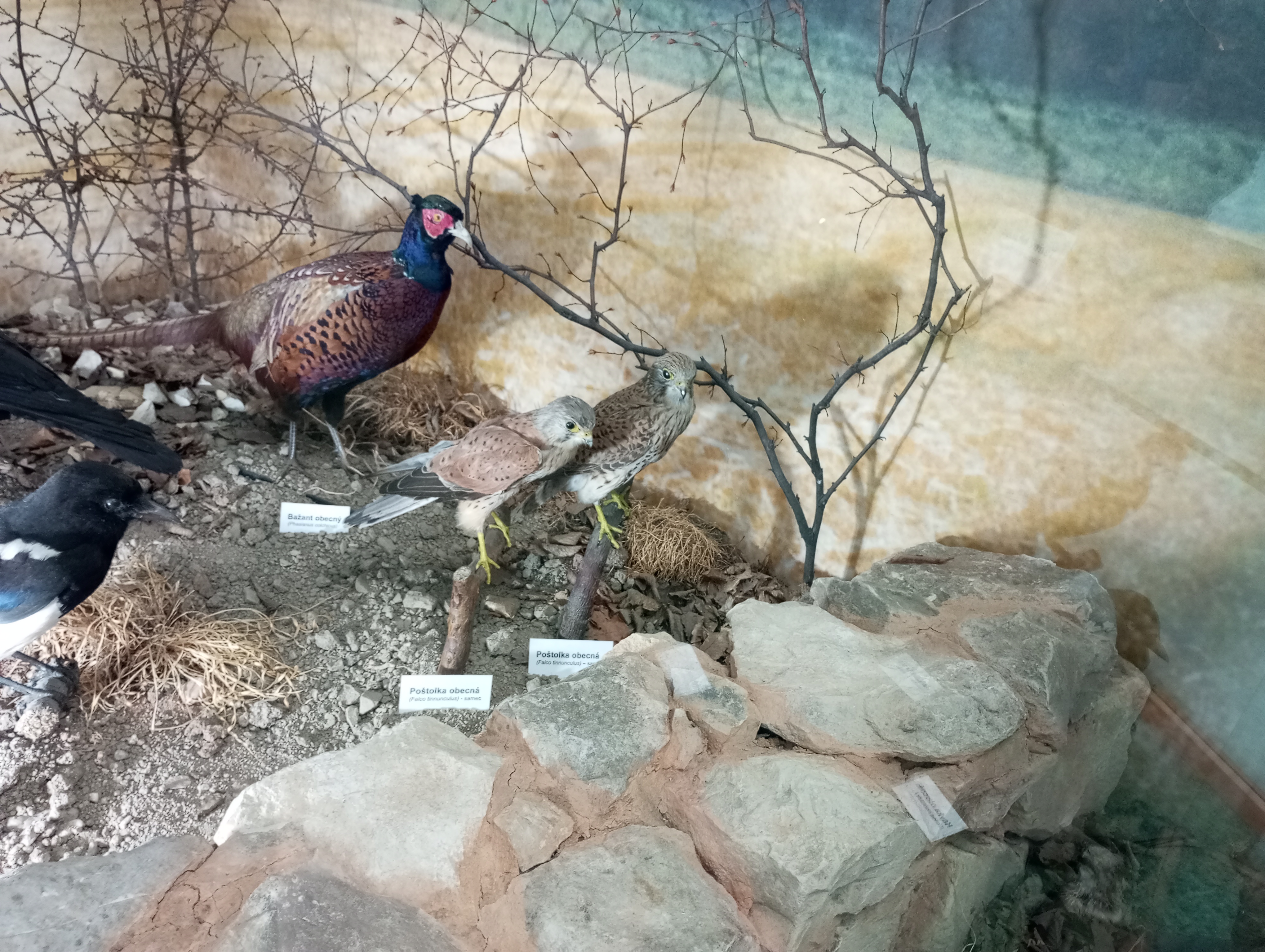 Muzeum T.G.M. Rakovník foto 4