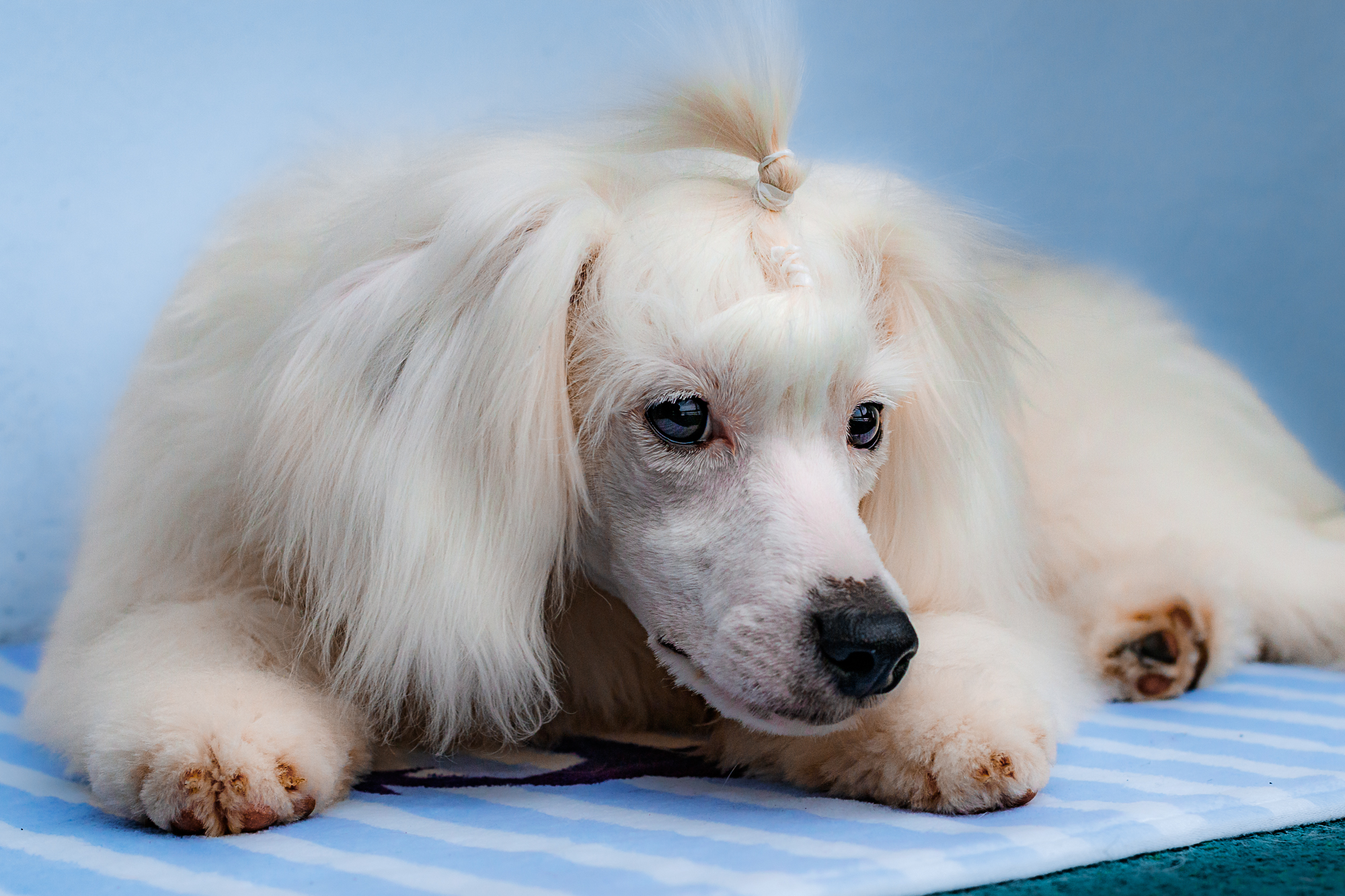 Salon pro psy ROYALPETS Veronika Čechová foto 5