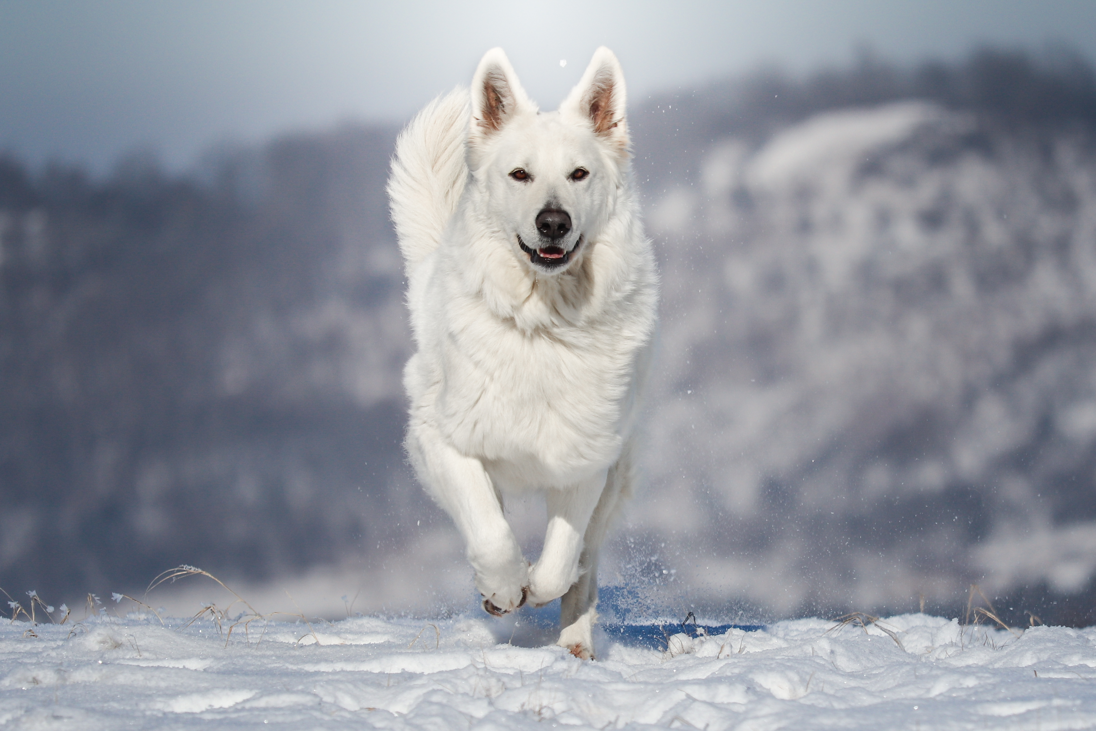 MVDr. Jindřich Nešpor foto 2