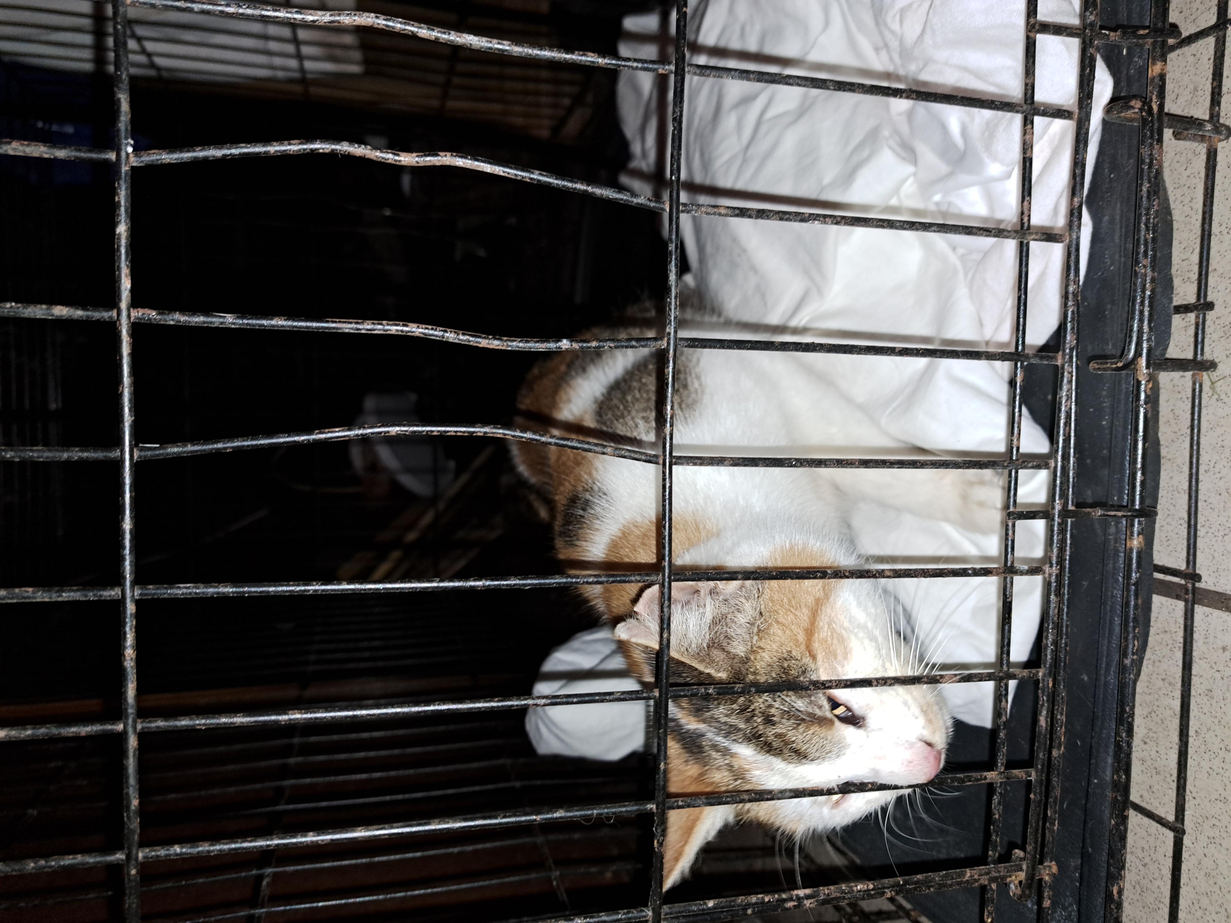 Veterinární ordinace Lažany foto 2