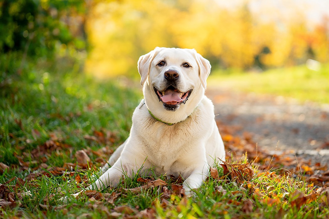 Krematorium zvířat Olomouc foto 5