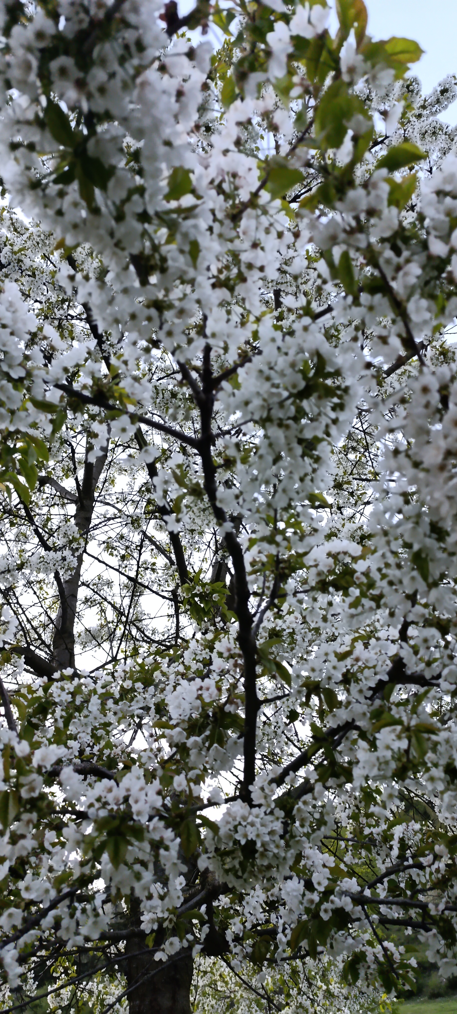 Biofarma Belina foto 6