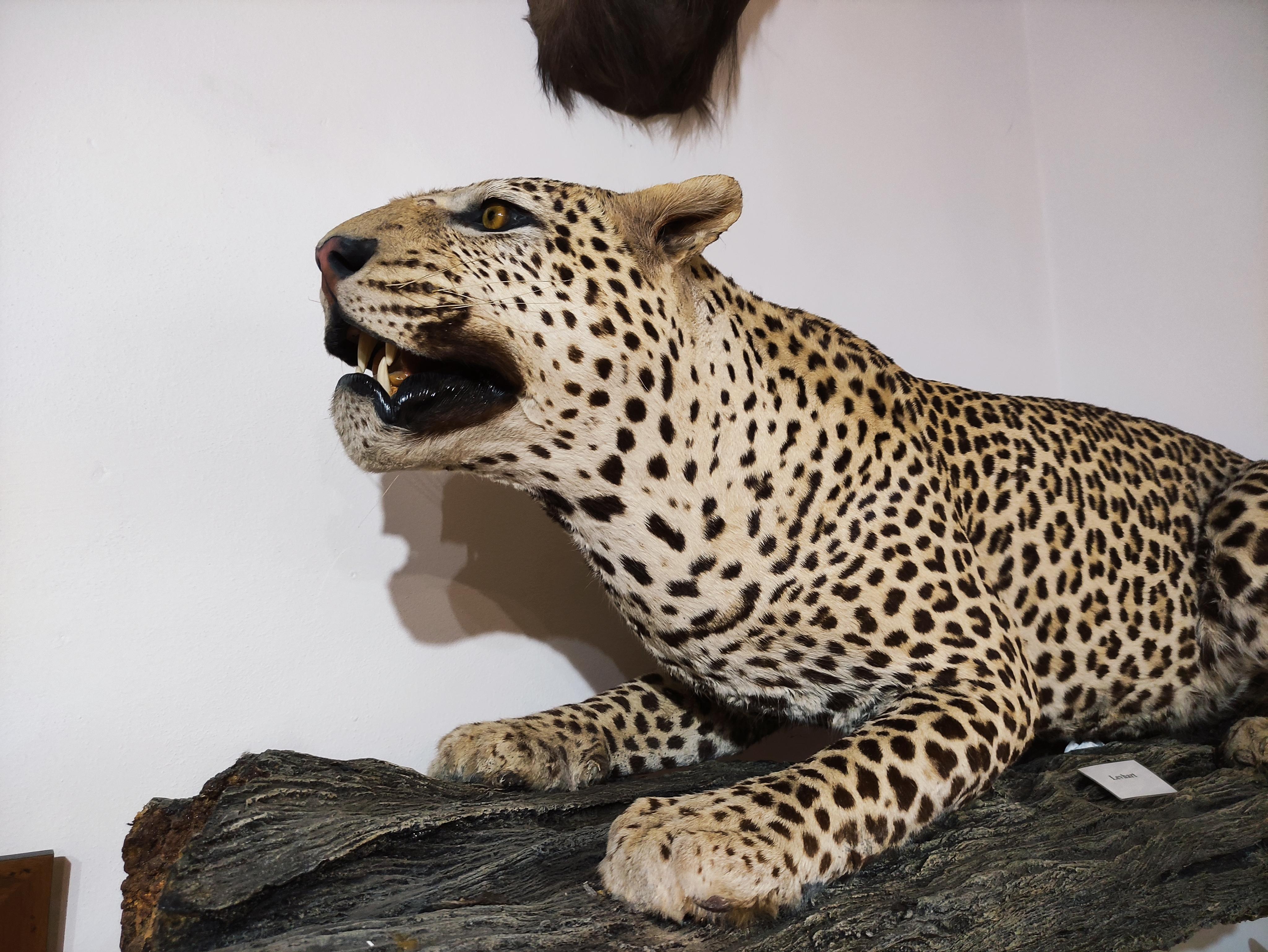 Africké muzeum Safari foto 4