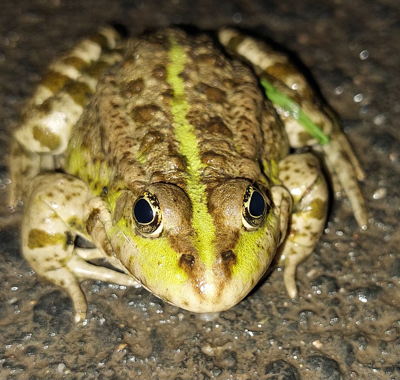 Biozahradnictví Green Paradise foto 5