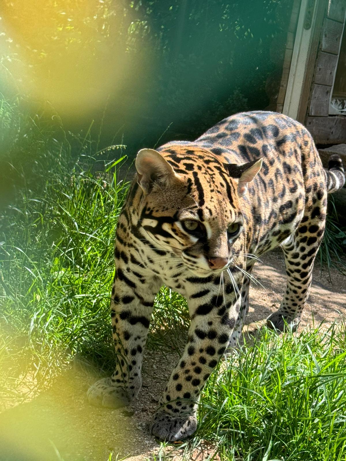 Minizoo - Šelmy, kočky, koťata foto 1