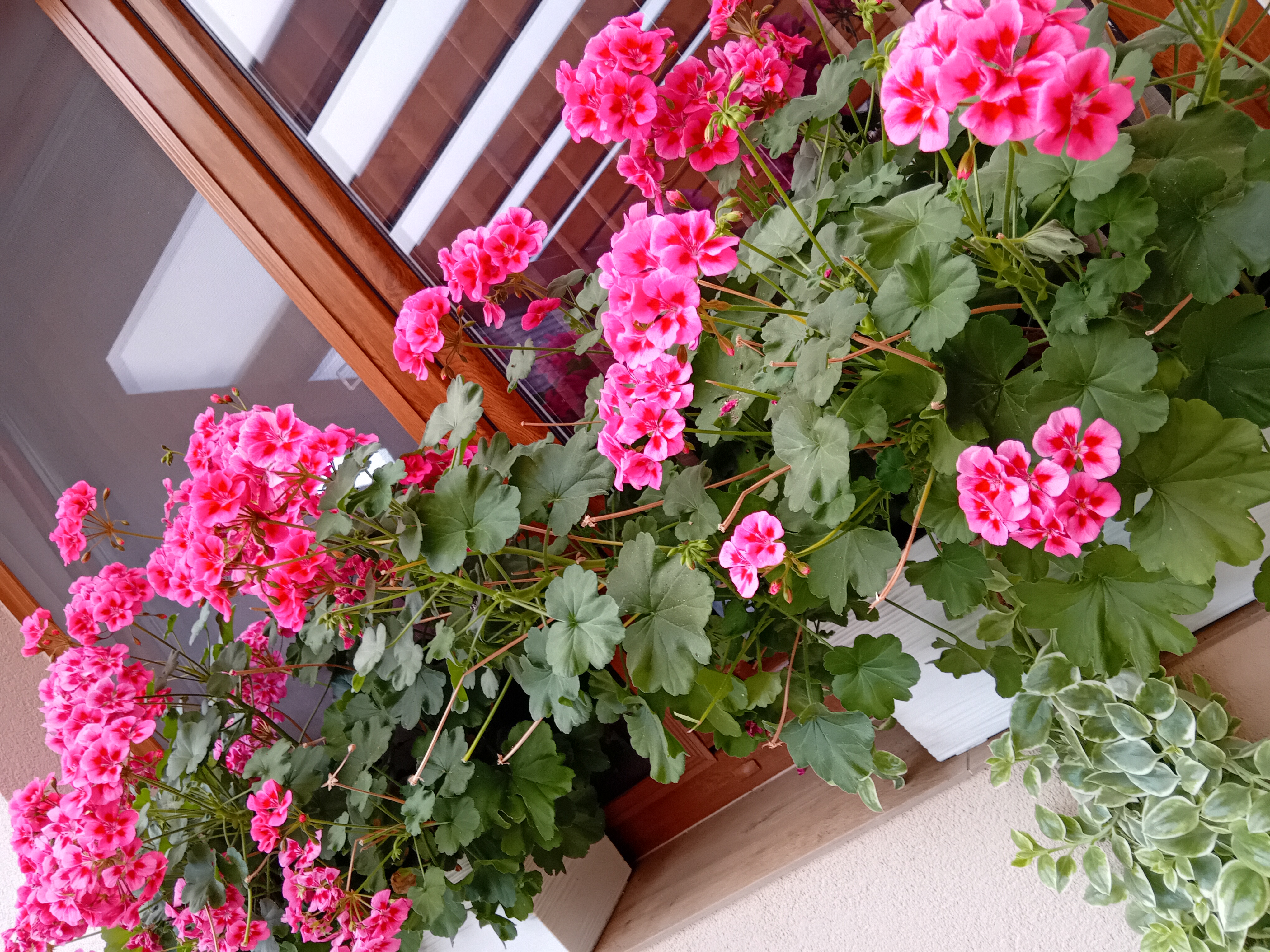 Rodinný penzion Kohoutek foto 3