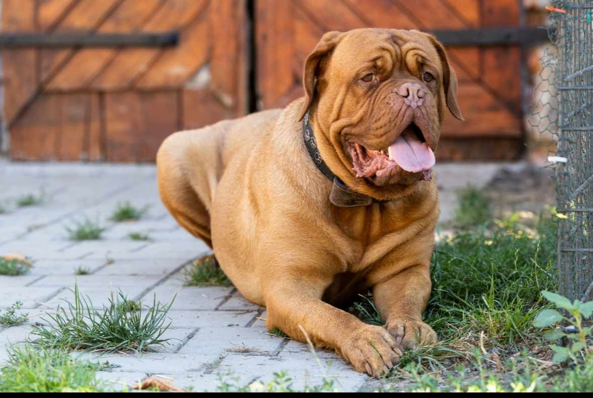 VETERINARY HOME - MVDr. Ľuboš Hrib foto 1