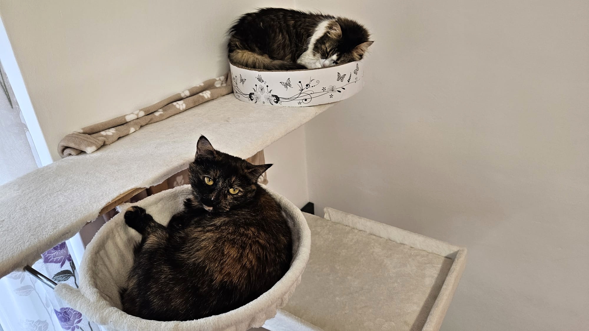 Veterinární ordinace Hlučín foto 2