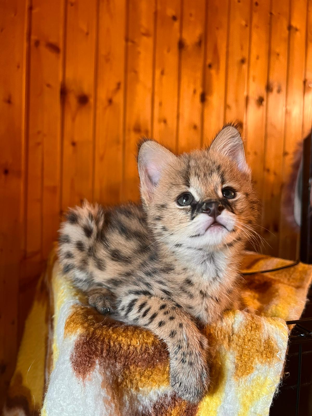 MVDr. Dávid Krajňák - Terénní veterinář pro hospodářská zvířata a koně foto 6