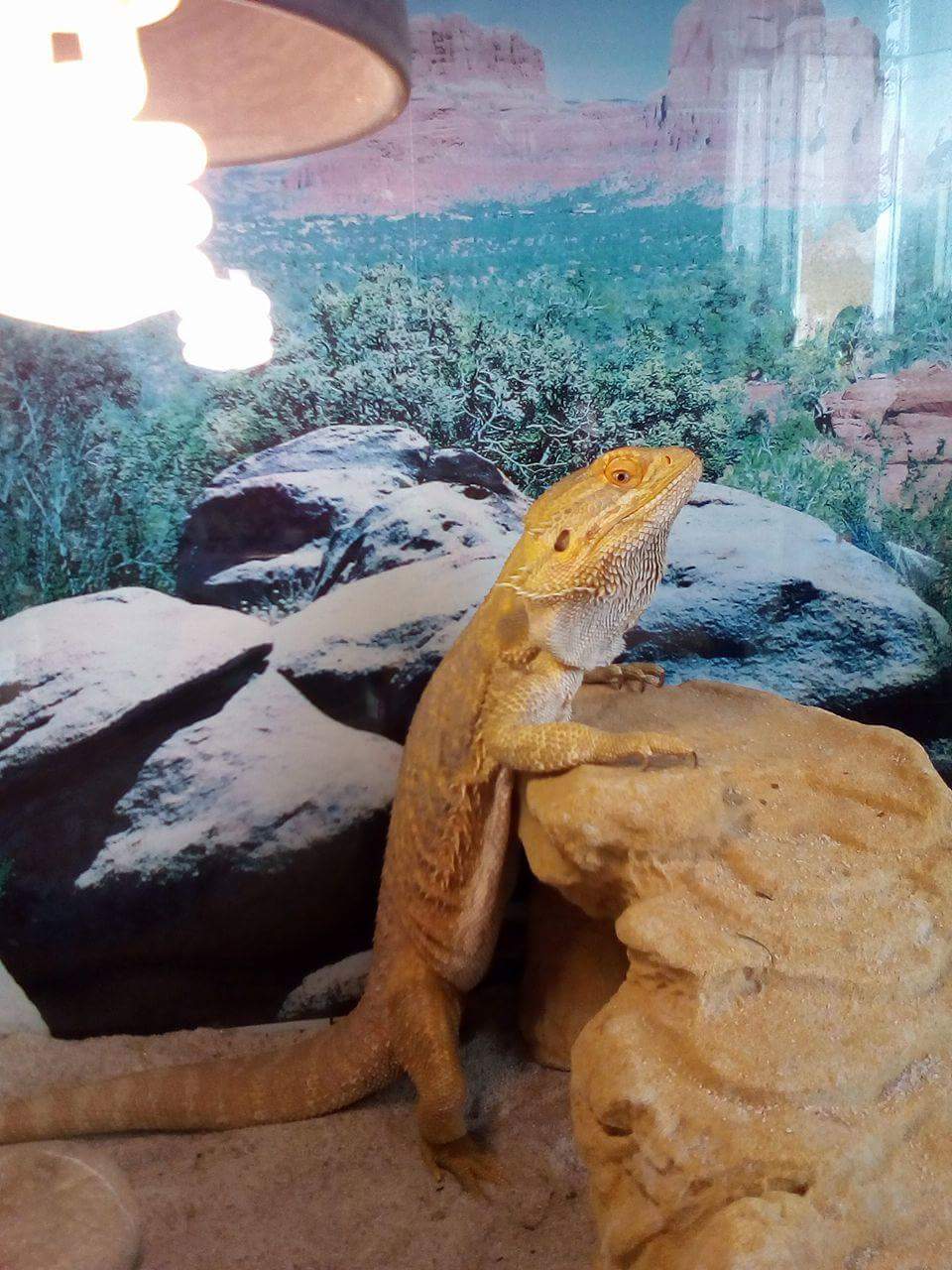 MVDr. Hana Nováková foto 5