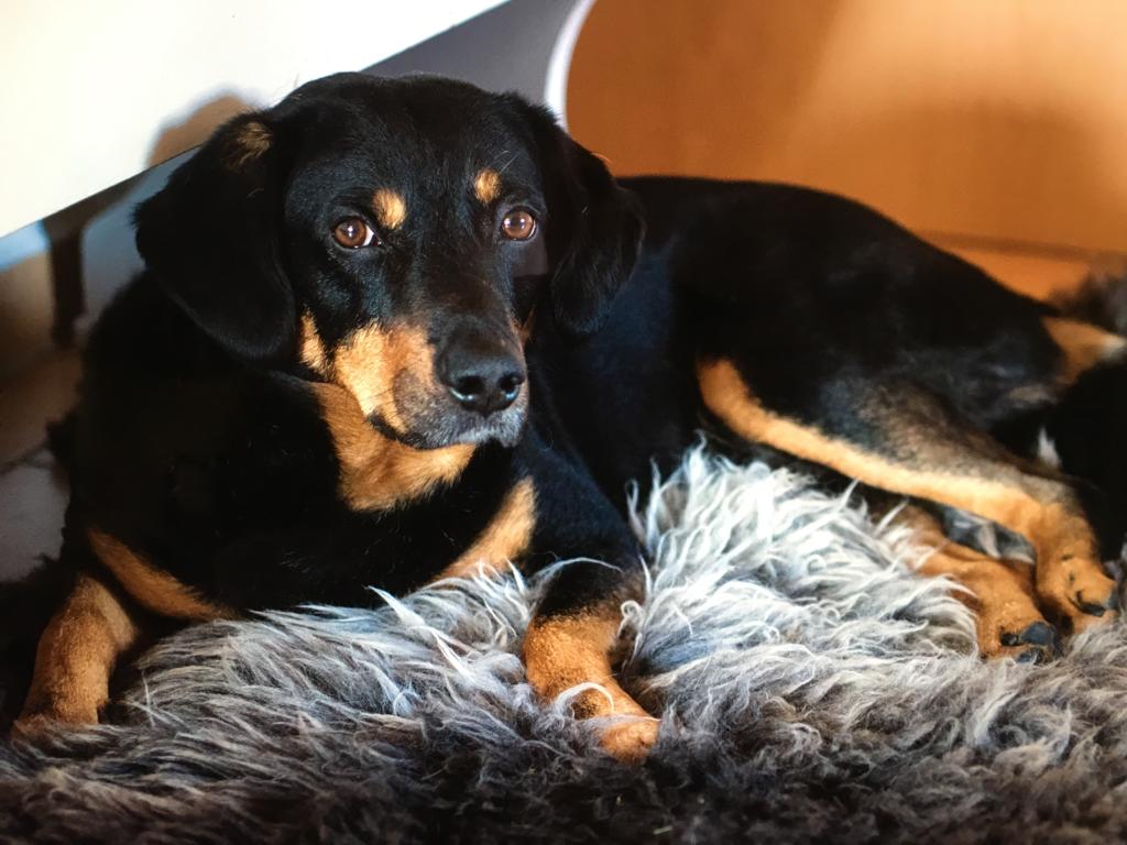 MVDr. Hana Nováková foto 2