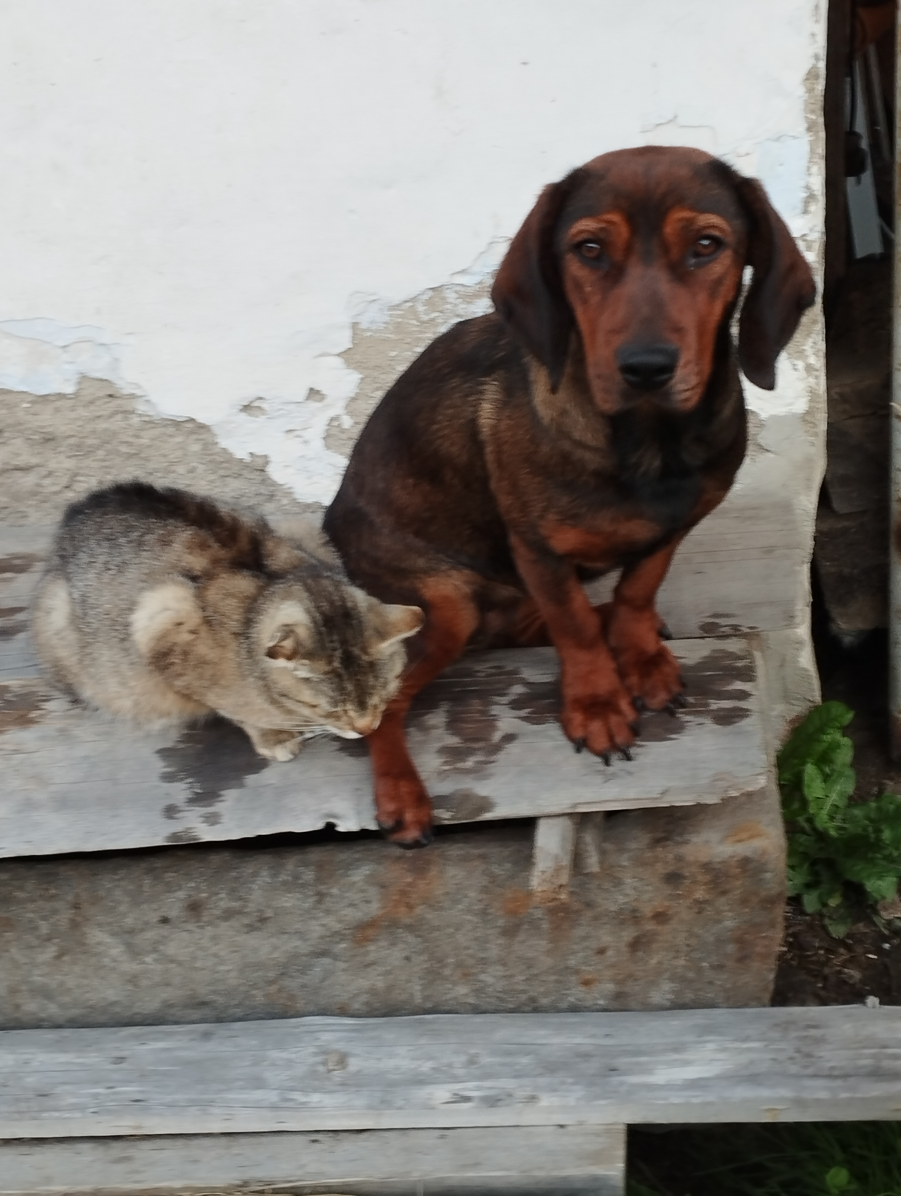 Veterinární centrum - MVDr. Biskup František foto 3