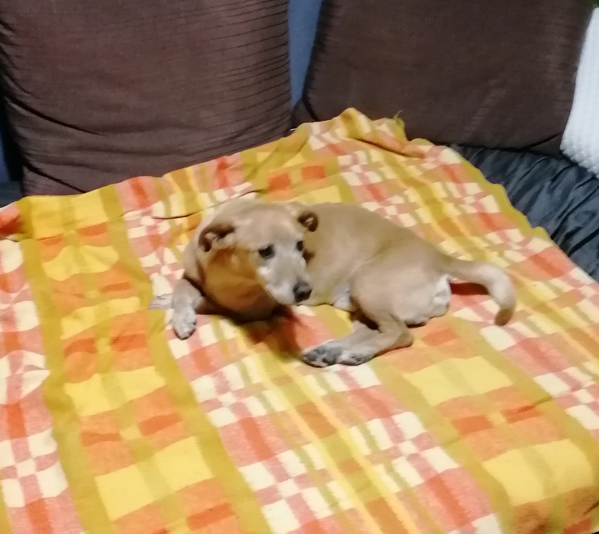Veterinární klinika Přímětice foto 4