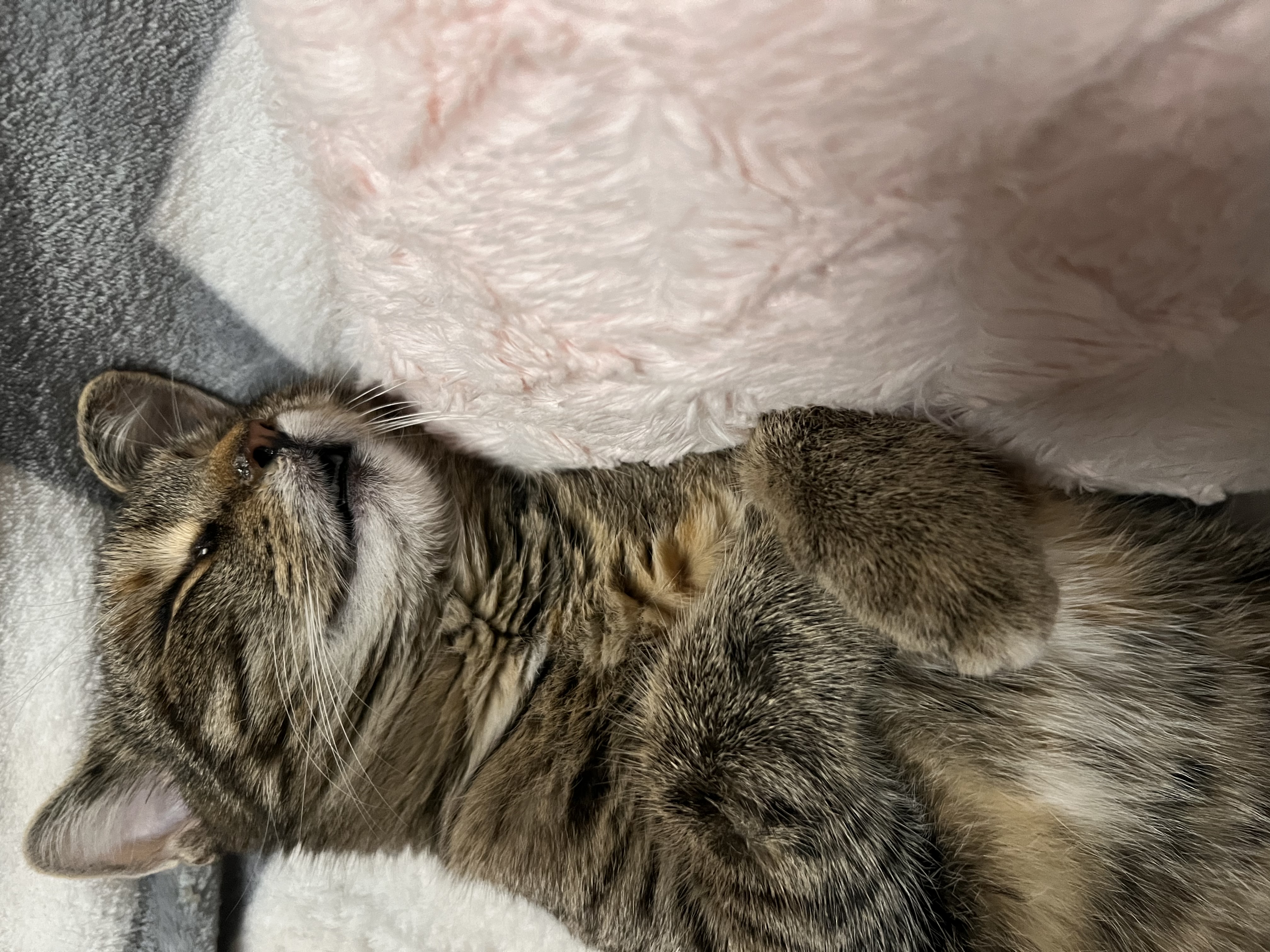 Veterinární klinika LIVE - MVDr. Jiří Vomáčka foto 2