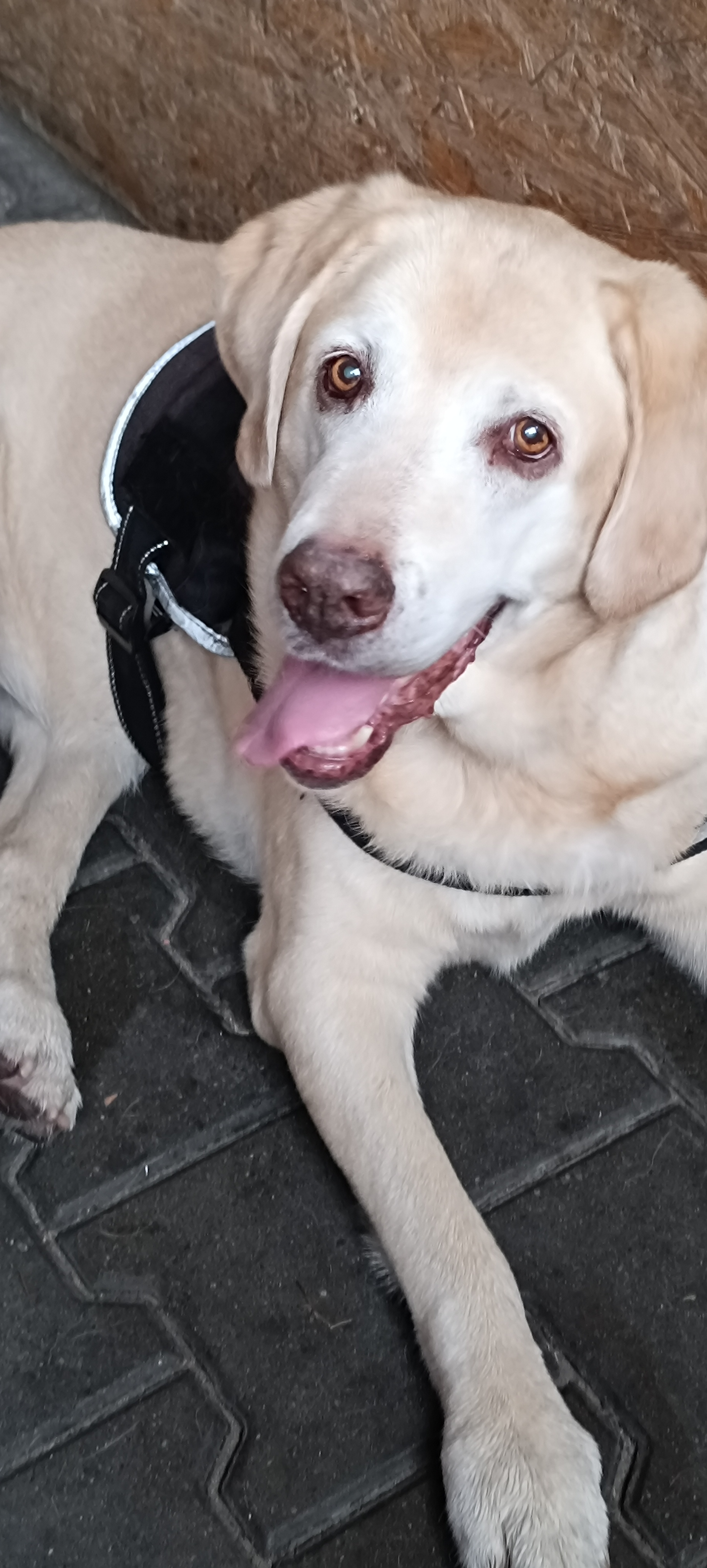 Veterina Trnovka foto 2