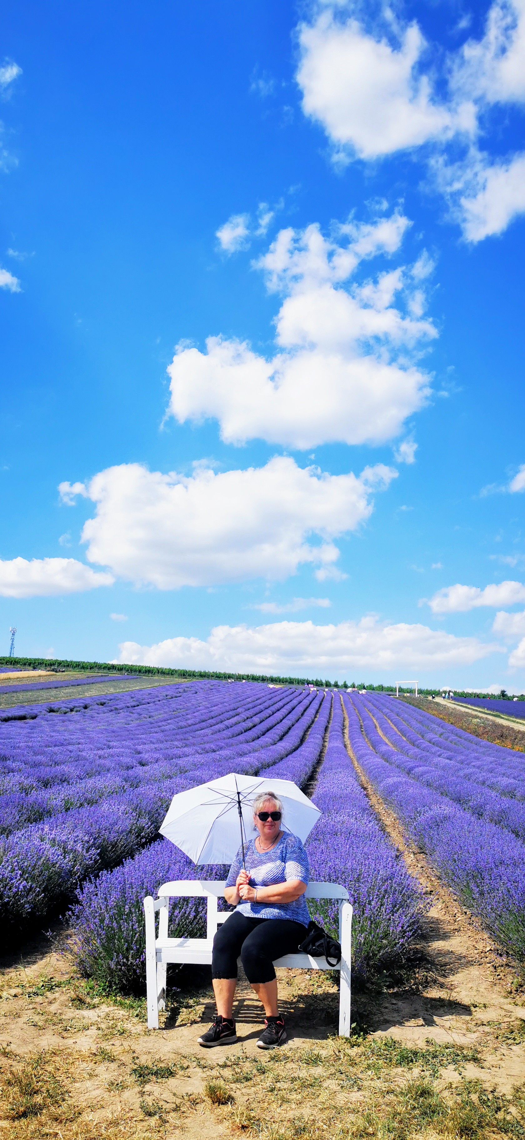 Levandulová farma z jižní Moravy foto 5