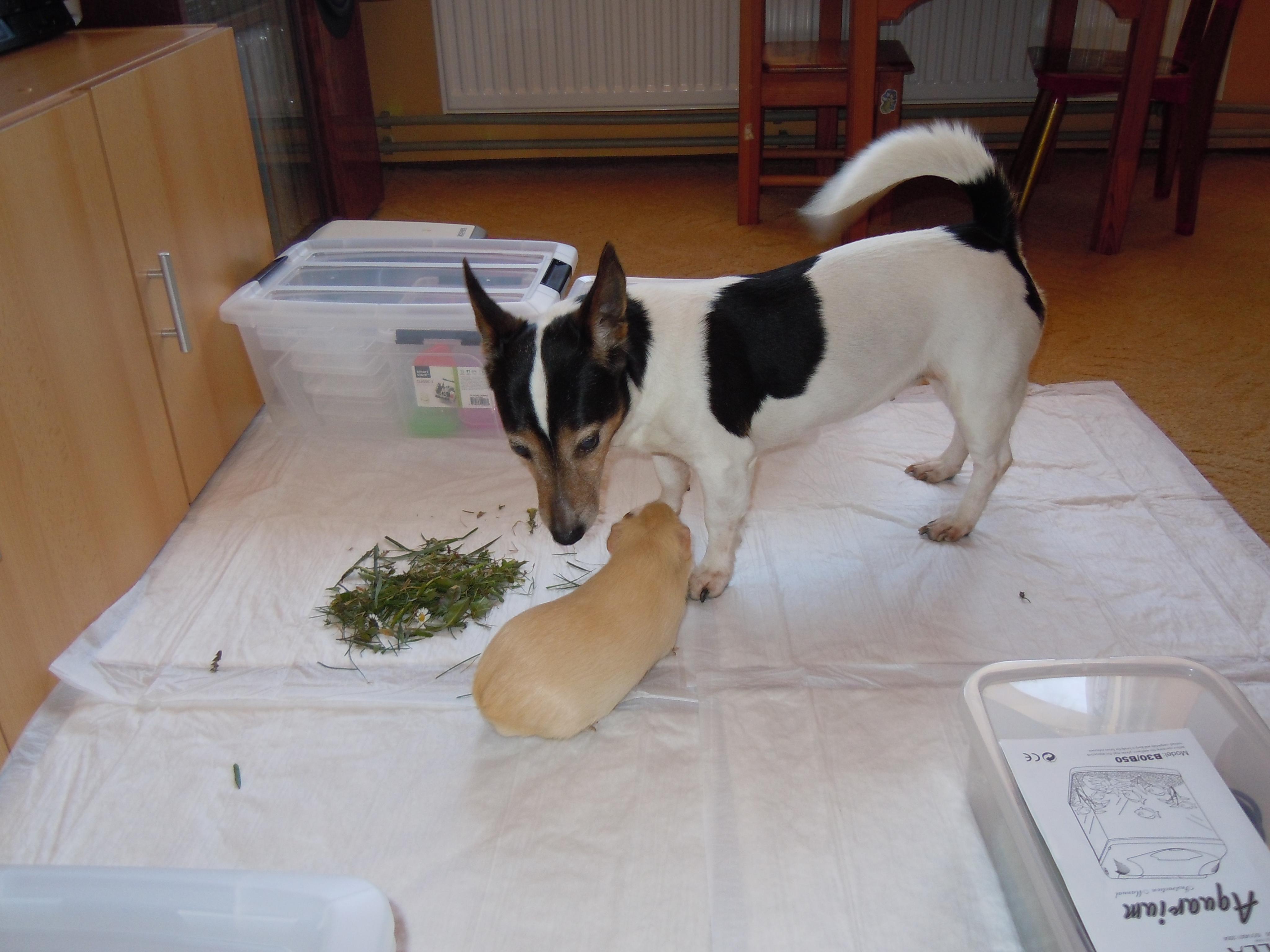 MVDr. Pavla Lunterová foto 2