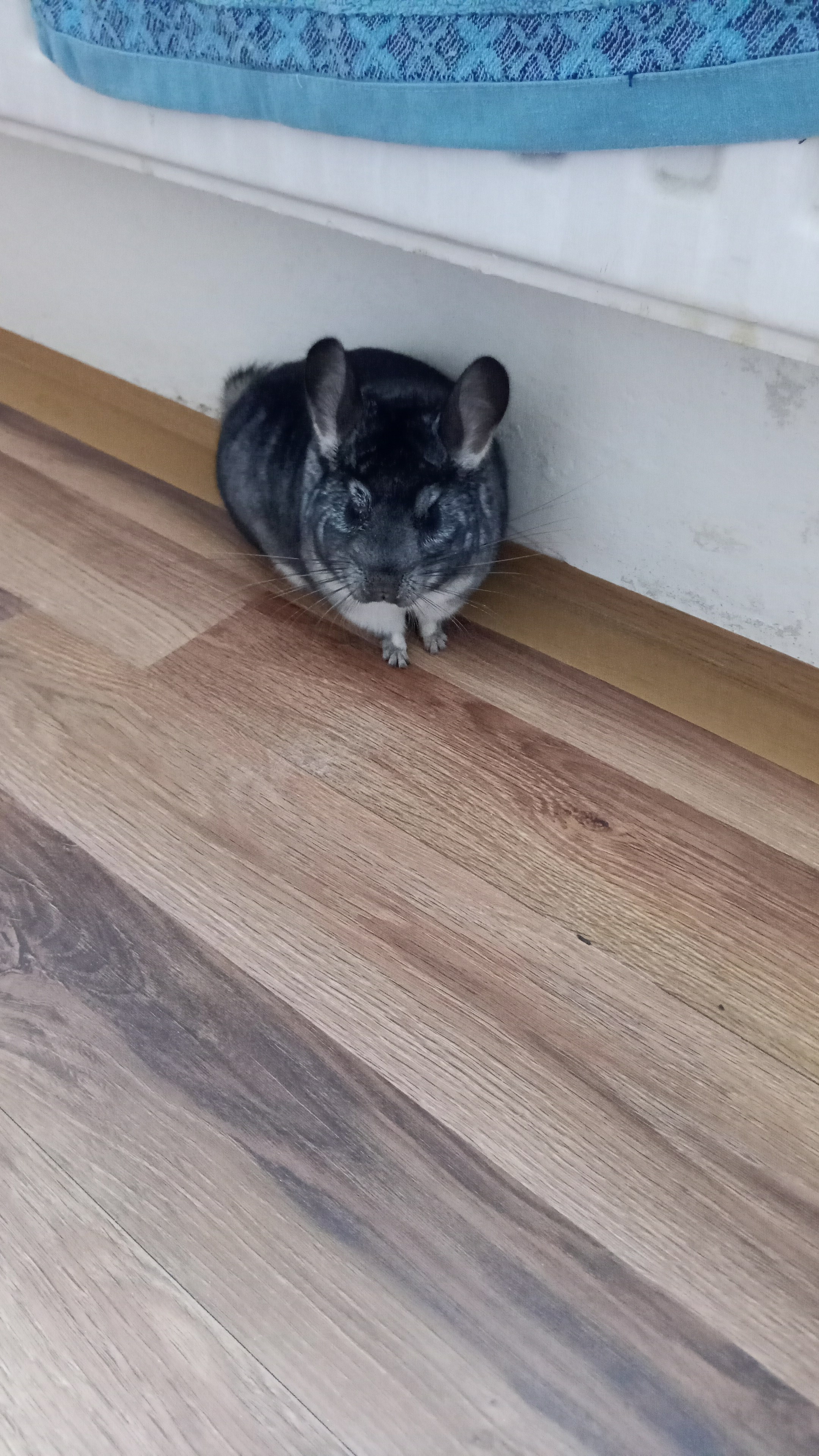 MVDr. Petr Košař - veterinární ordinace foto 5