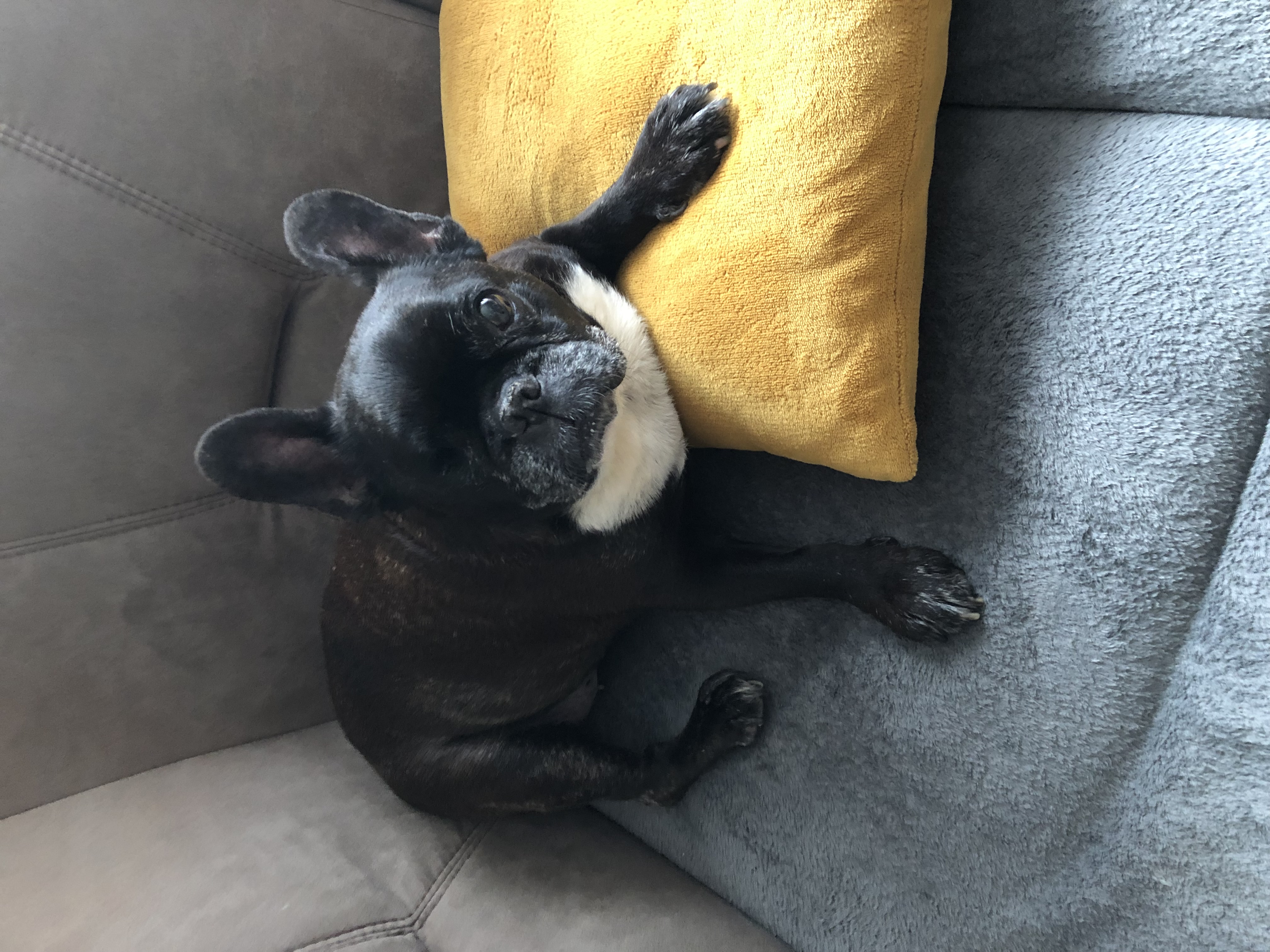 MVDr. Olga Luňáčková foto 2