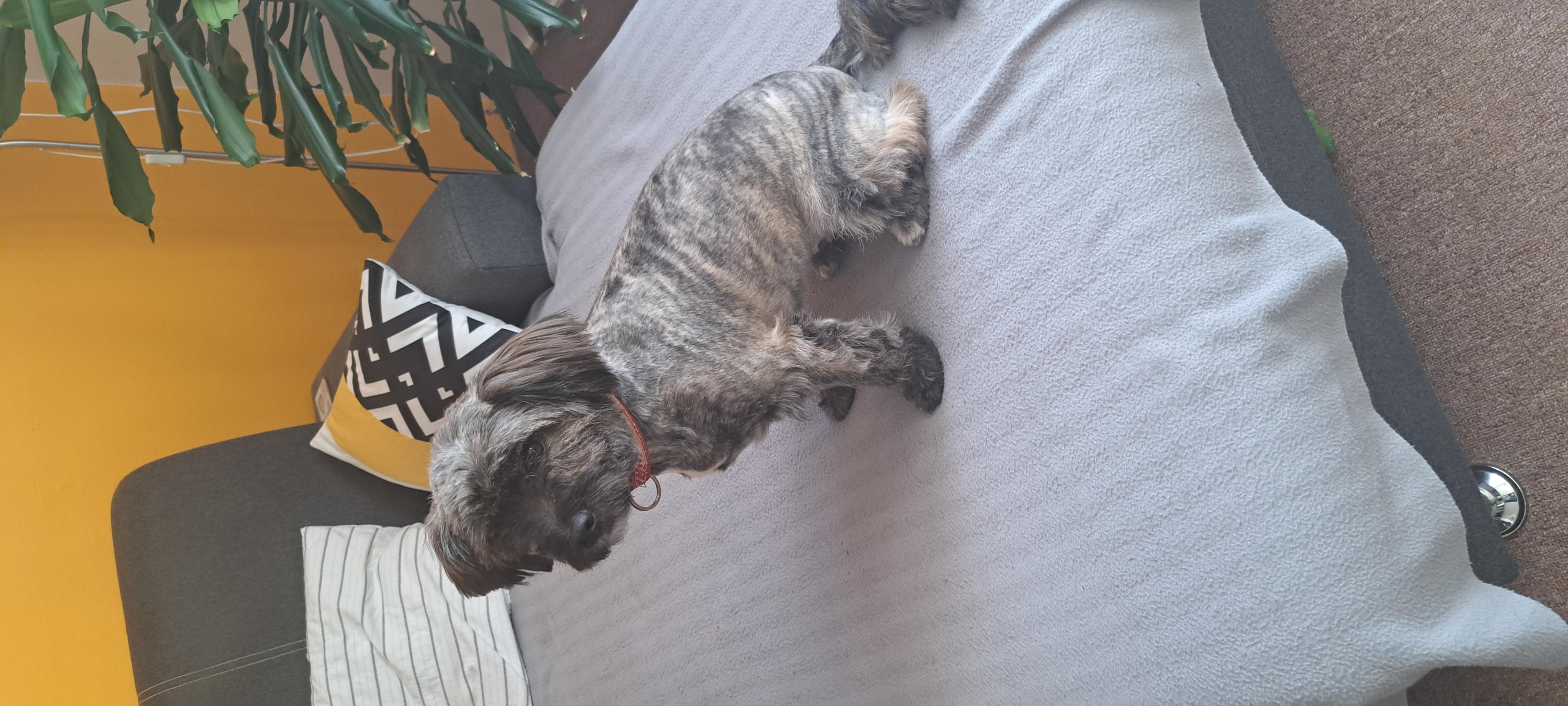 Psí salon Jana foto 2