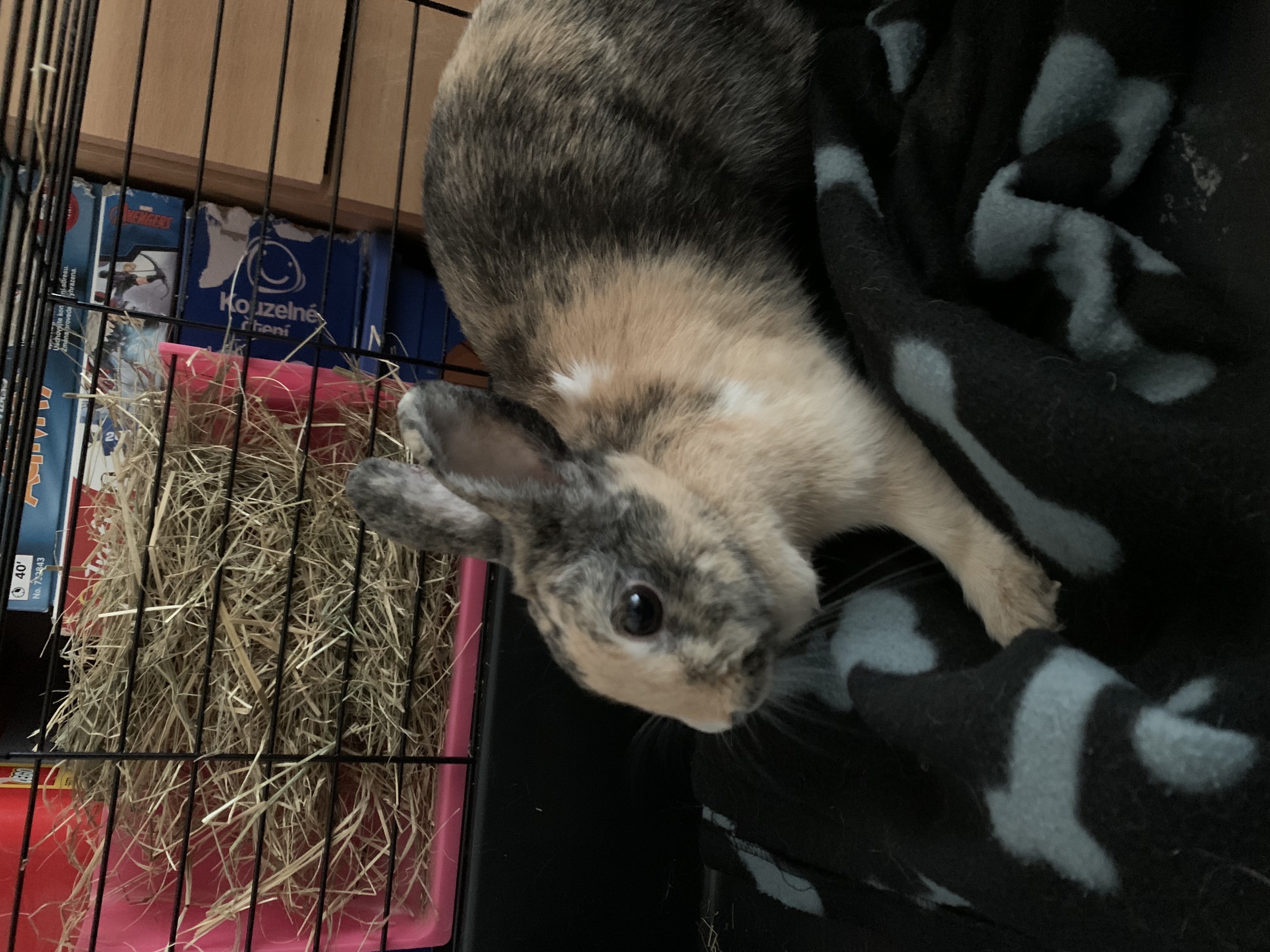 H-VET spol. s r.o. foto 6