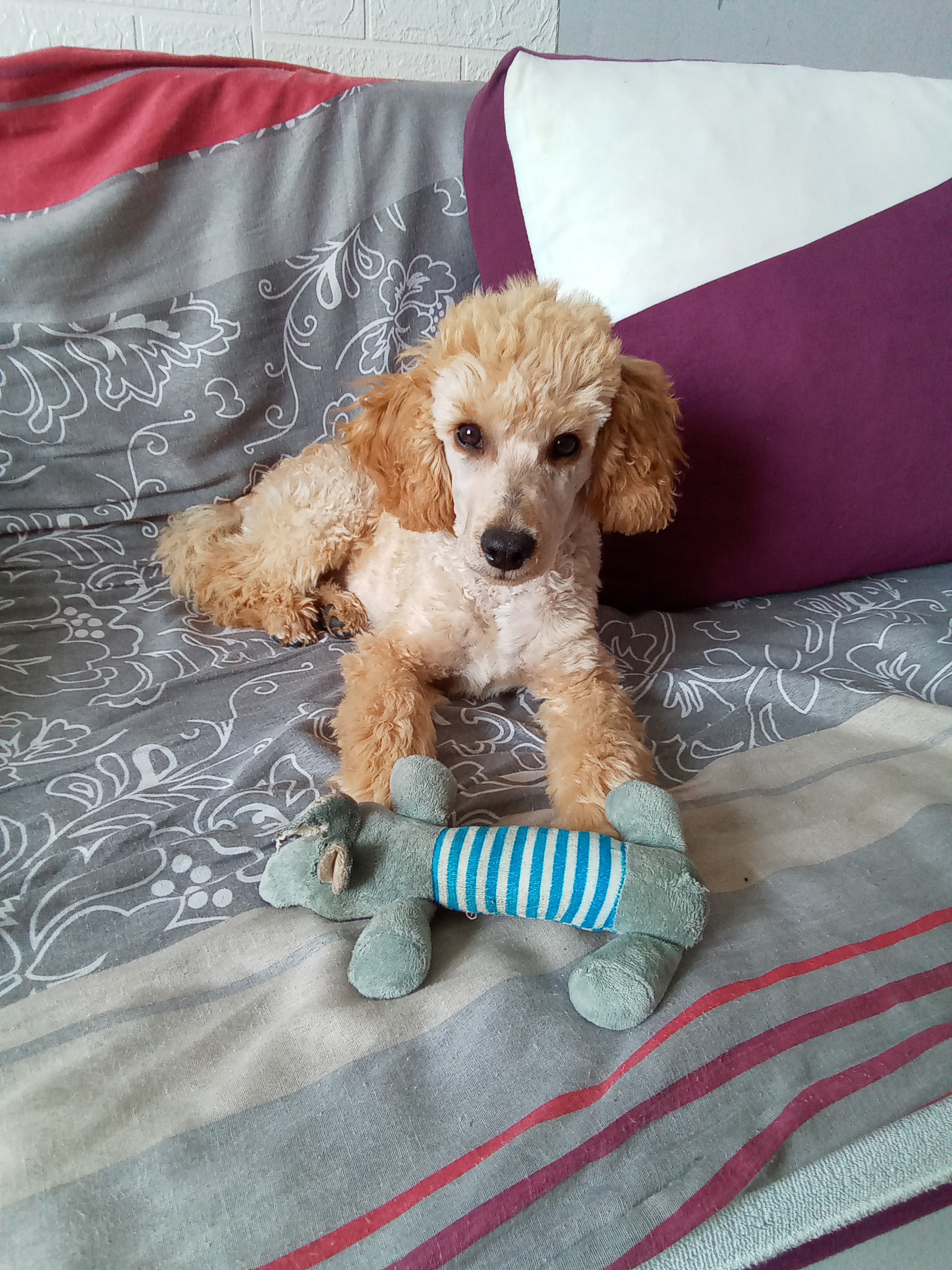 Salón pro psy - Lenka Vodičková foto 3