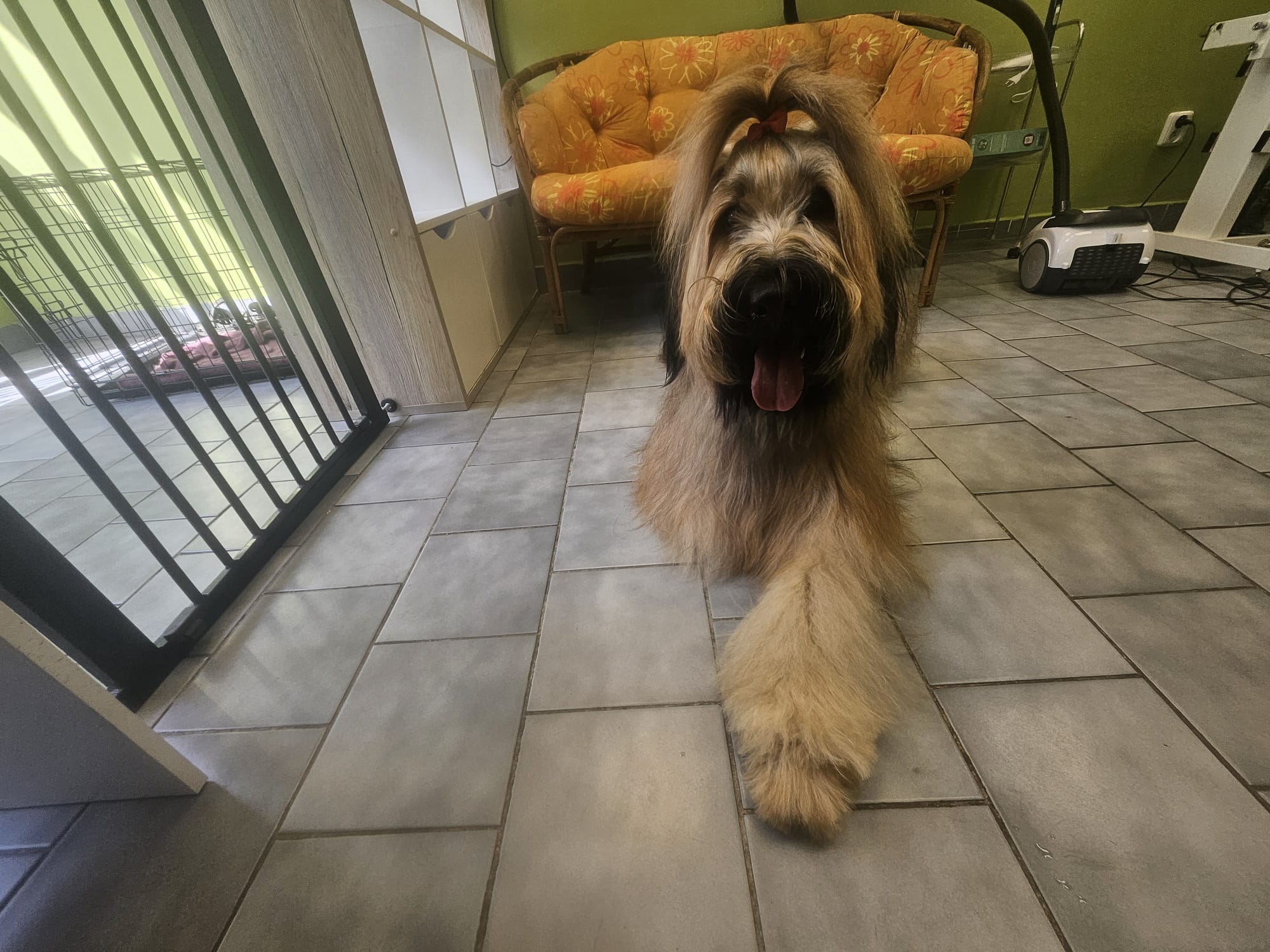 Psí salon Merlin foto 6