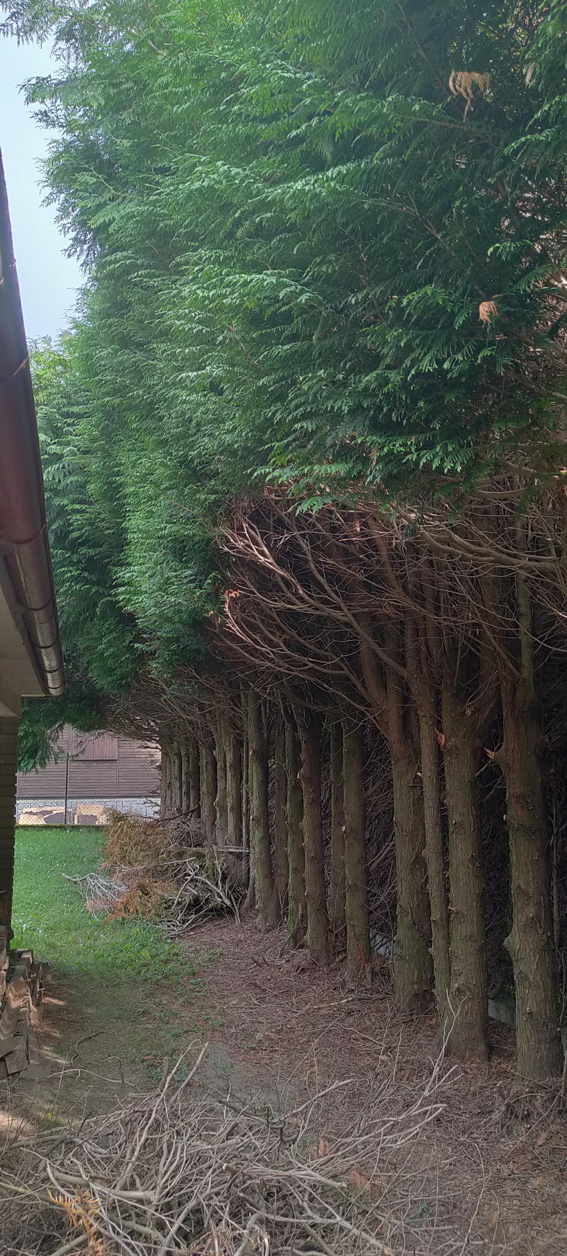 Tomáš Kopřiva - Arboristika a rizikové kácení foto 6