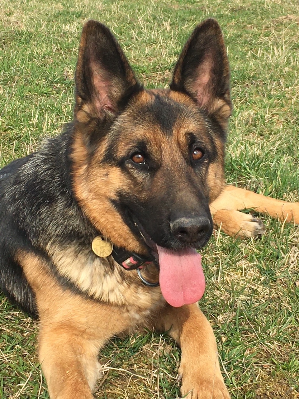 Psí školka a hotel U Piškota foto 6