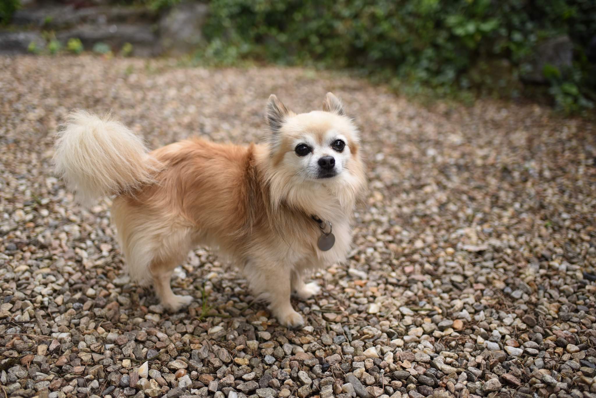 Veterinární klinika MVDr. Igora Beneše foto 4
