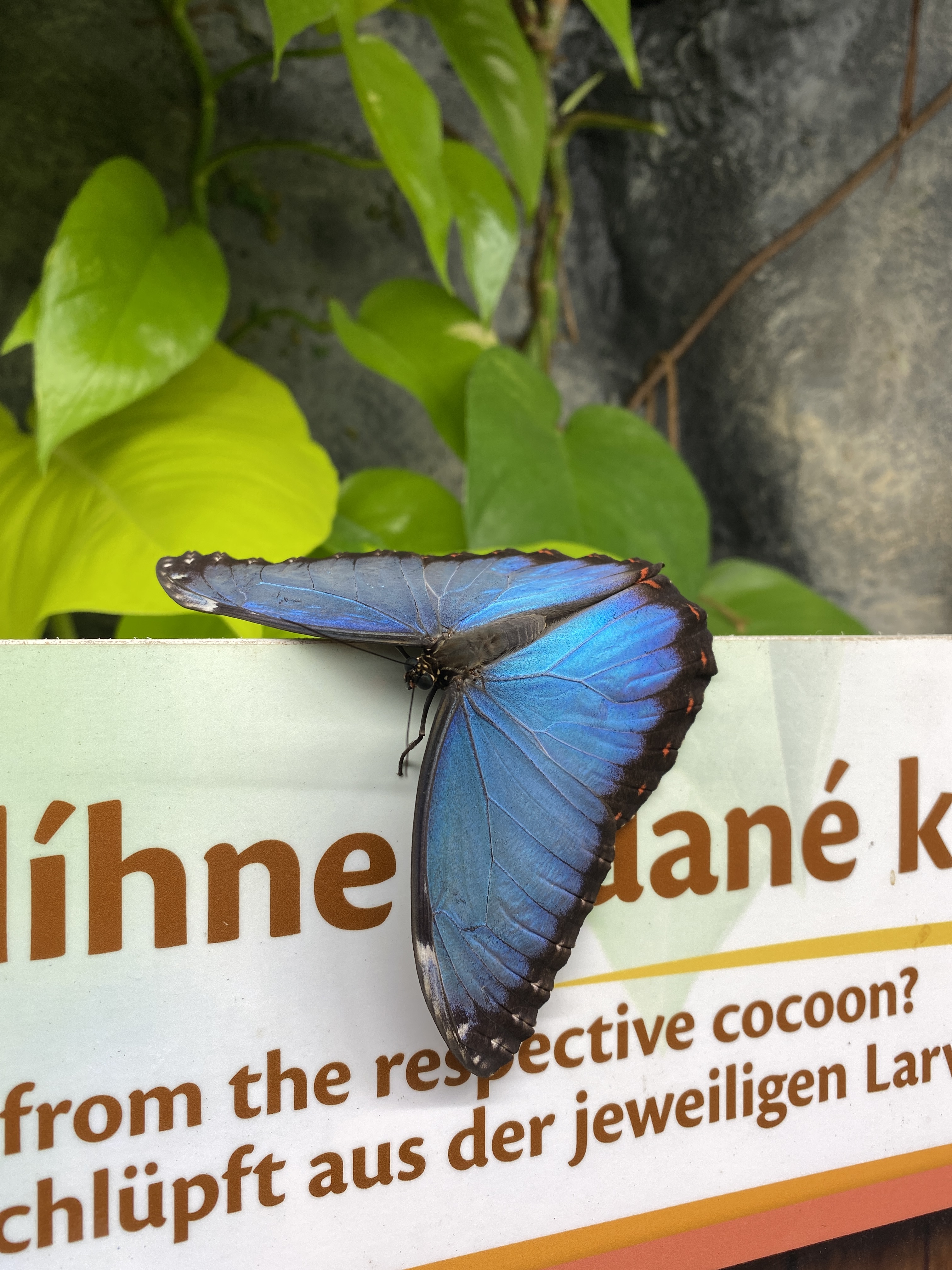 Papilonia – motýlí dům Lipno foto 3