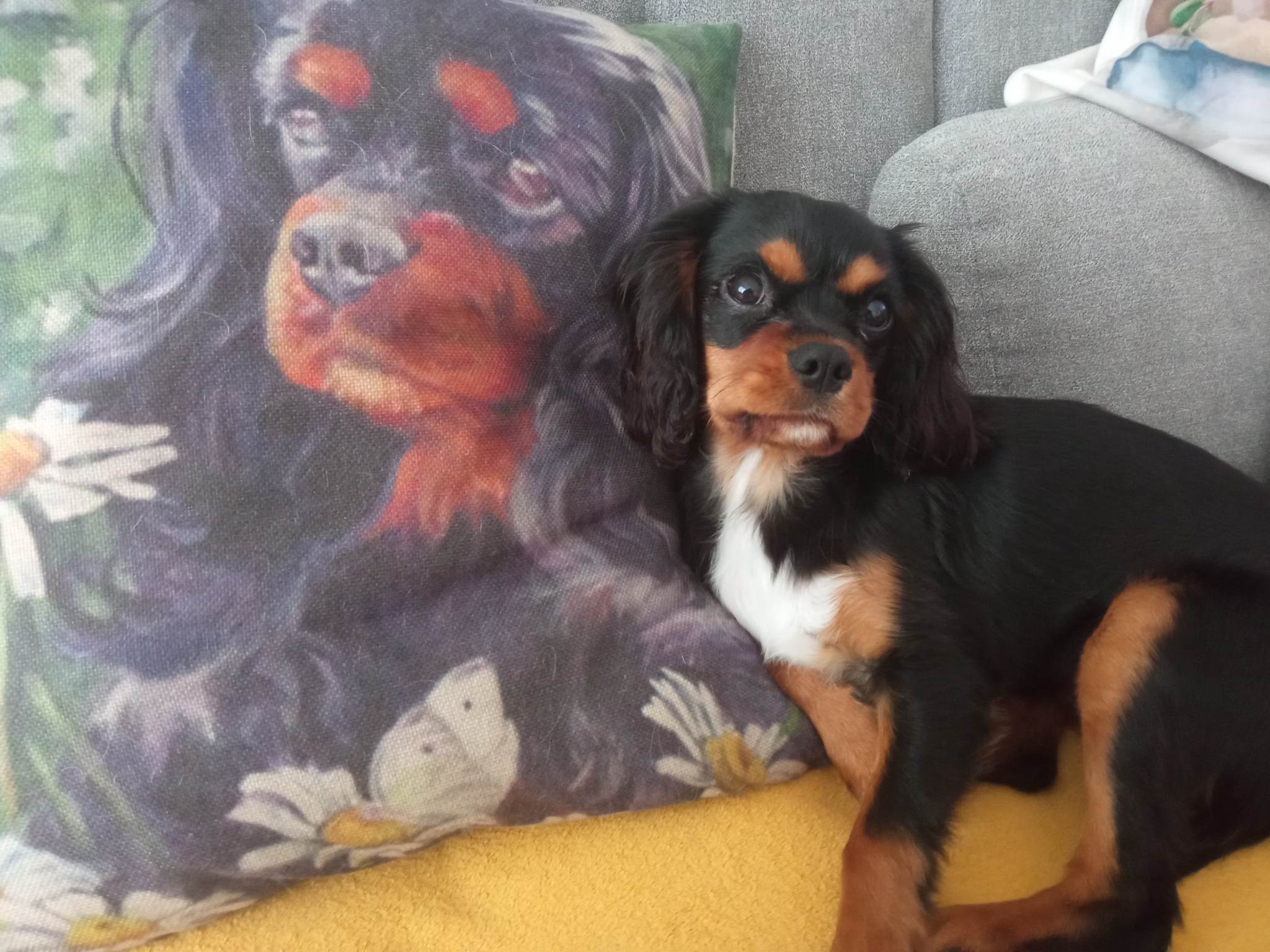 Veterina Pelikán foto 5